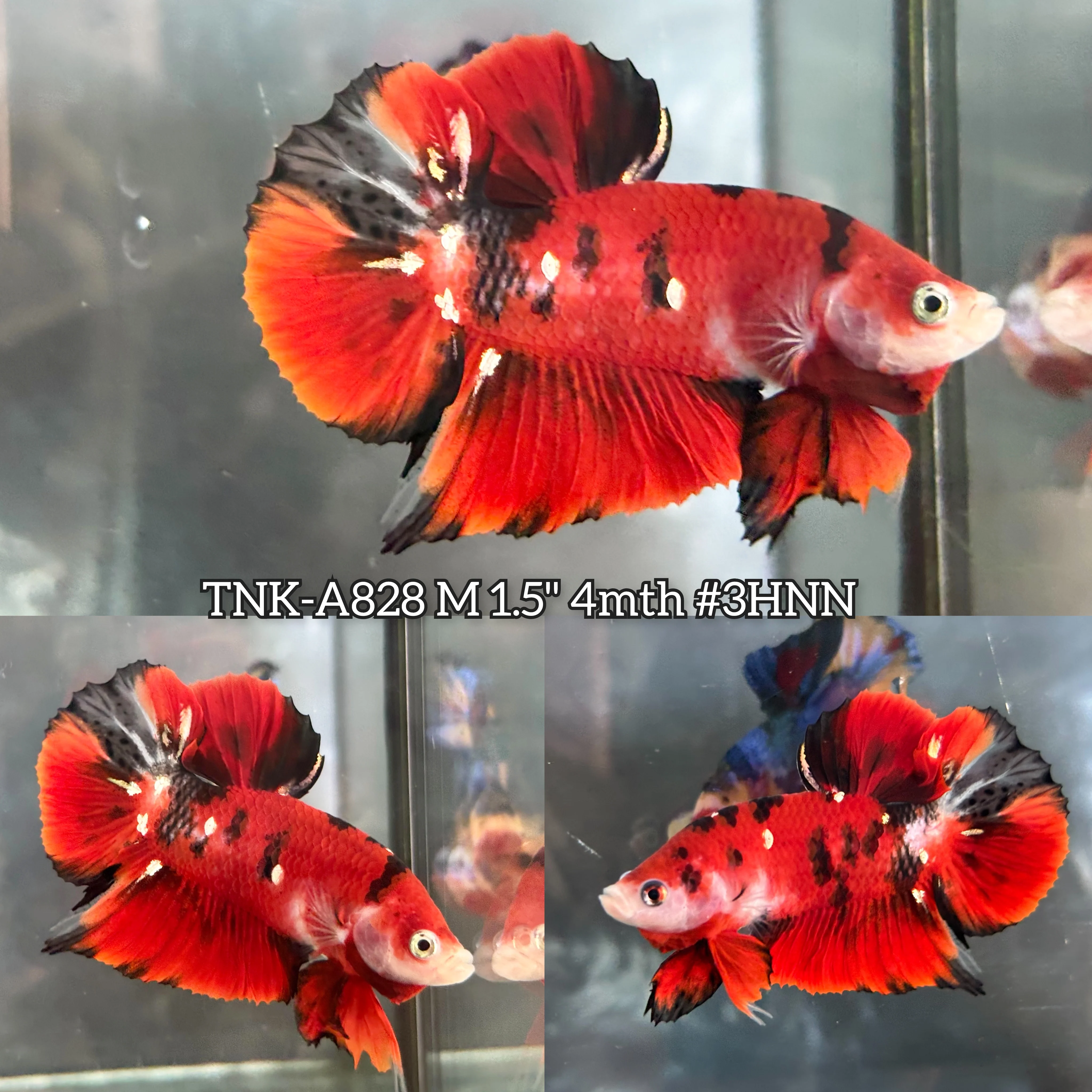 Live Male Betta Red Galaxy Koi Plakat (TNK-A828) S112 High quality what you see what you get!!