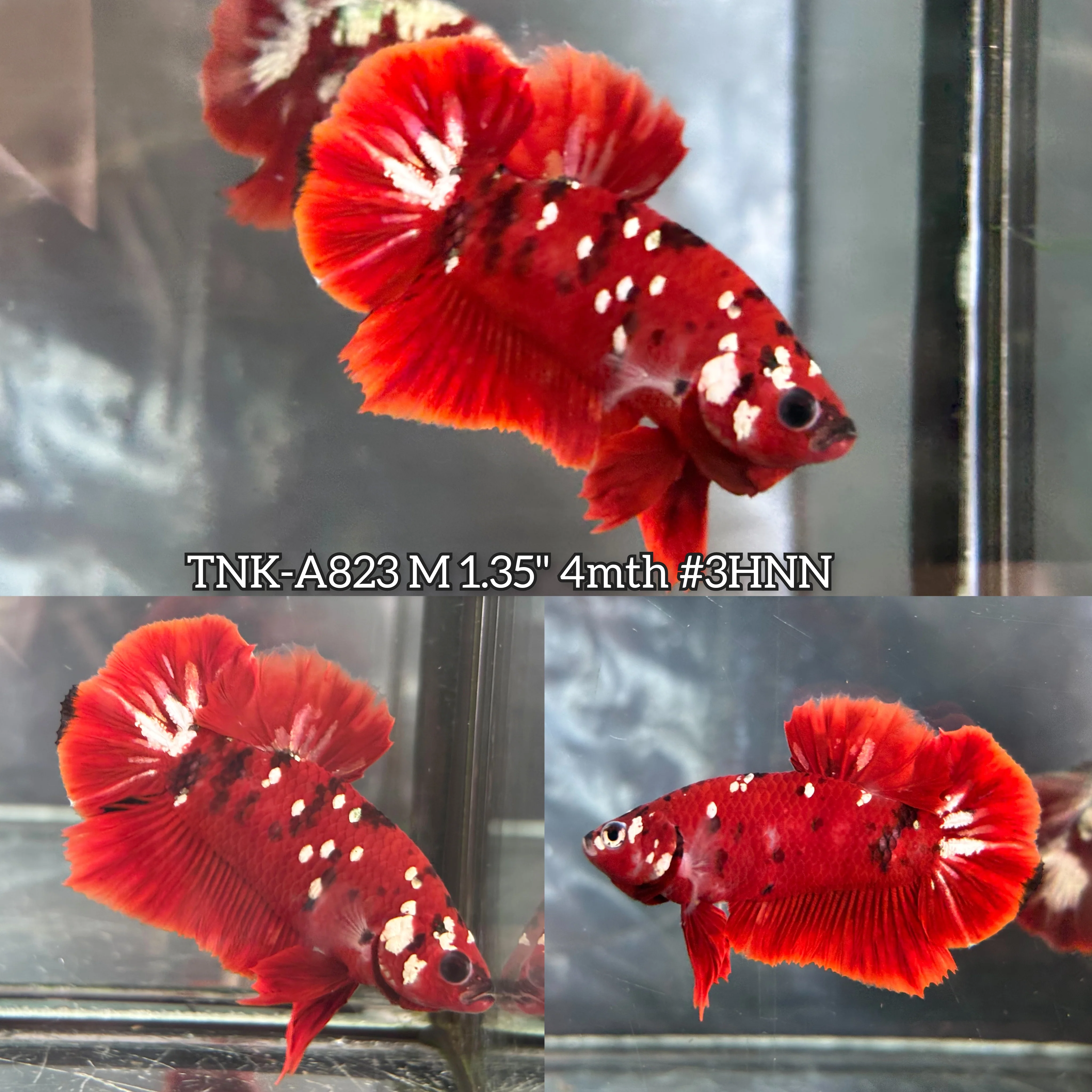 Live Male Betta Red Galaxy Stardust Plakat (TNK-A823) S170 High quality what you see what you get!!