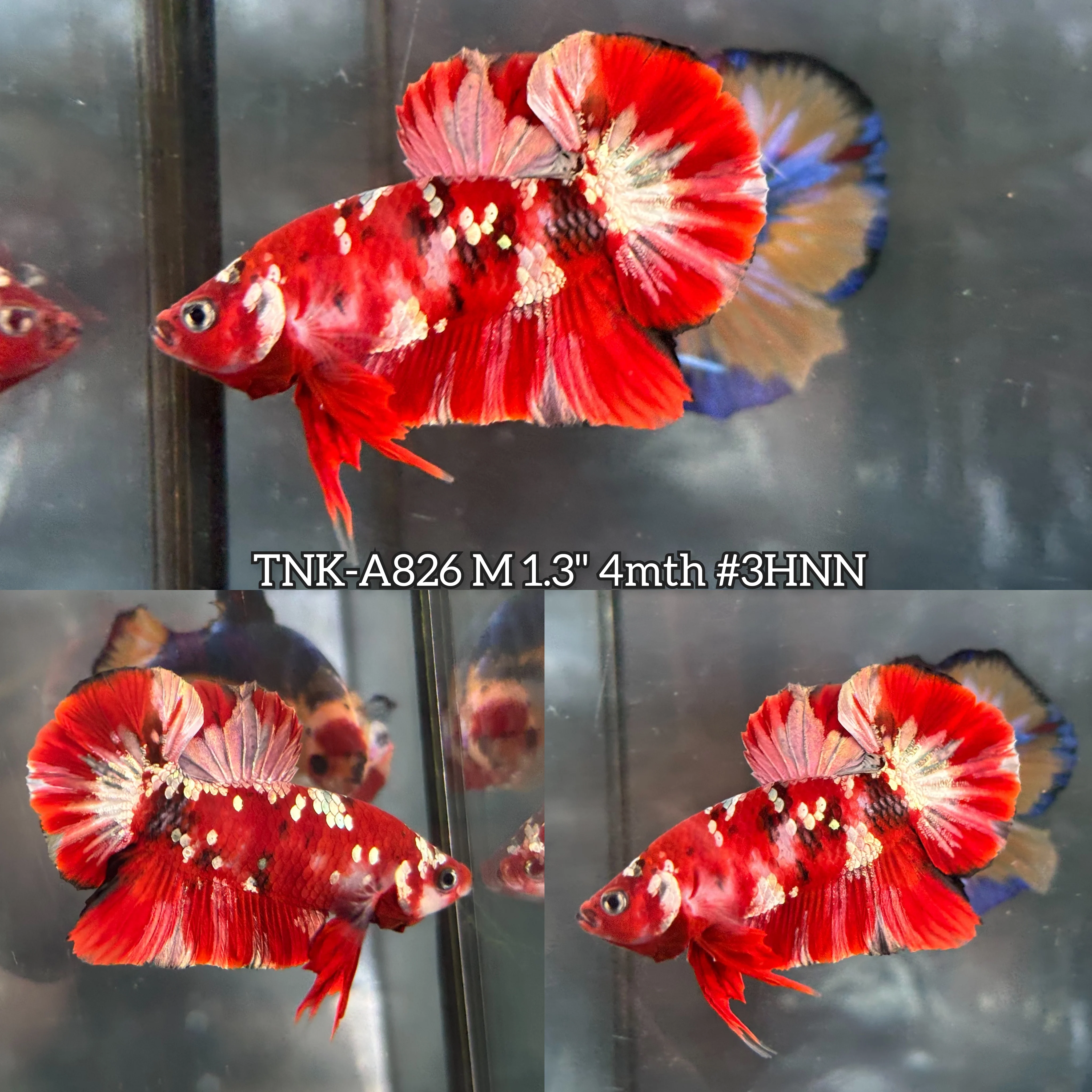 Live Male Betta Red Galaxy Stardust Plakat (TNK-A826)S246 High quality what you see what you get!!