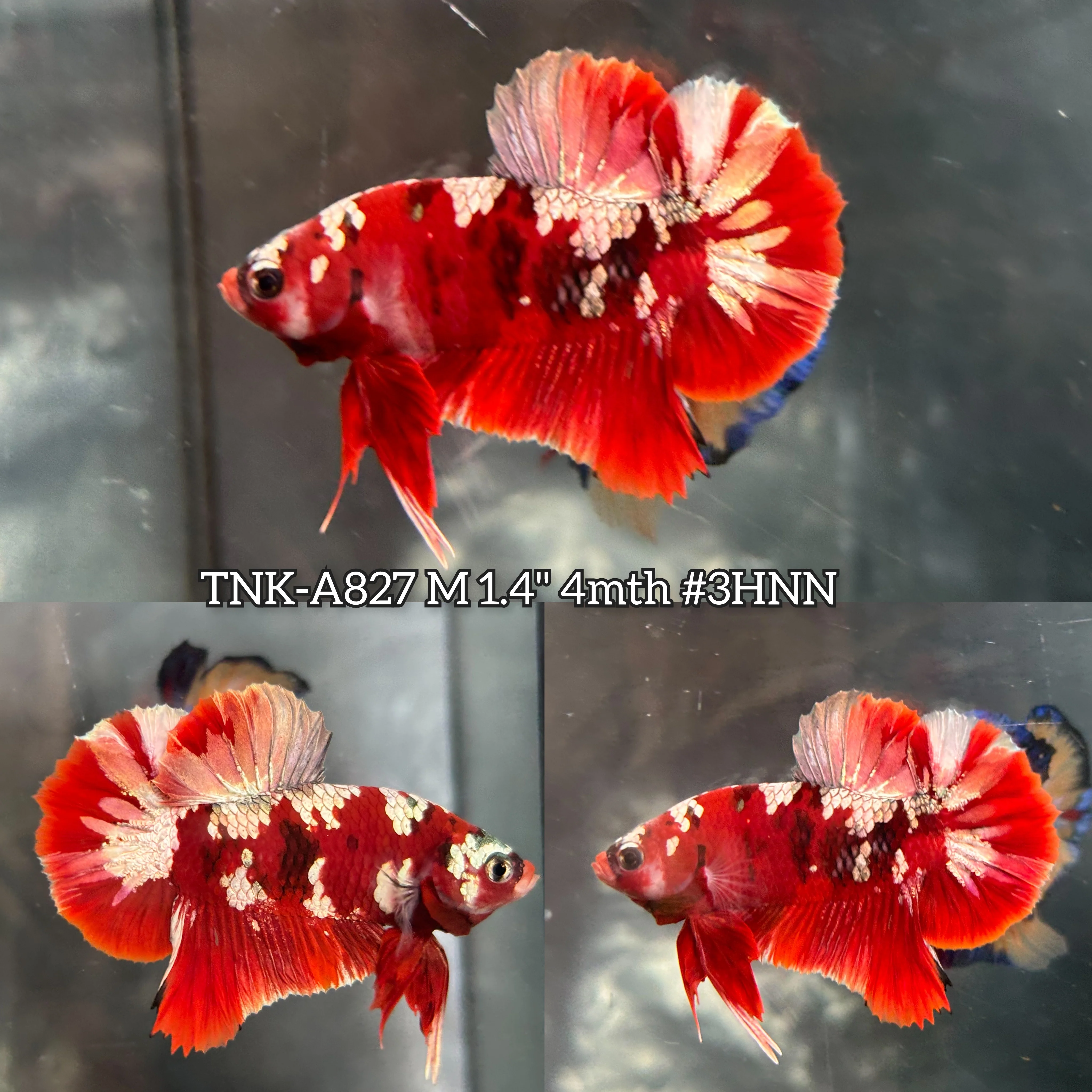 Live Male Betta Red Galaxy Stardust Plakat (TNK-A827)S110 High quality what you see what you get!!