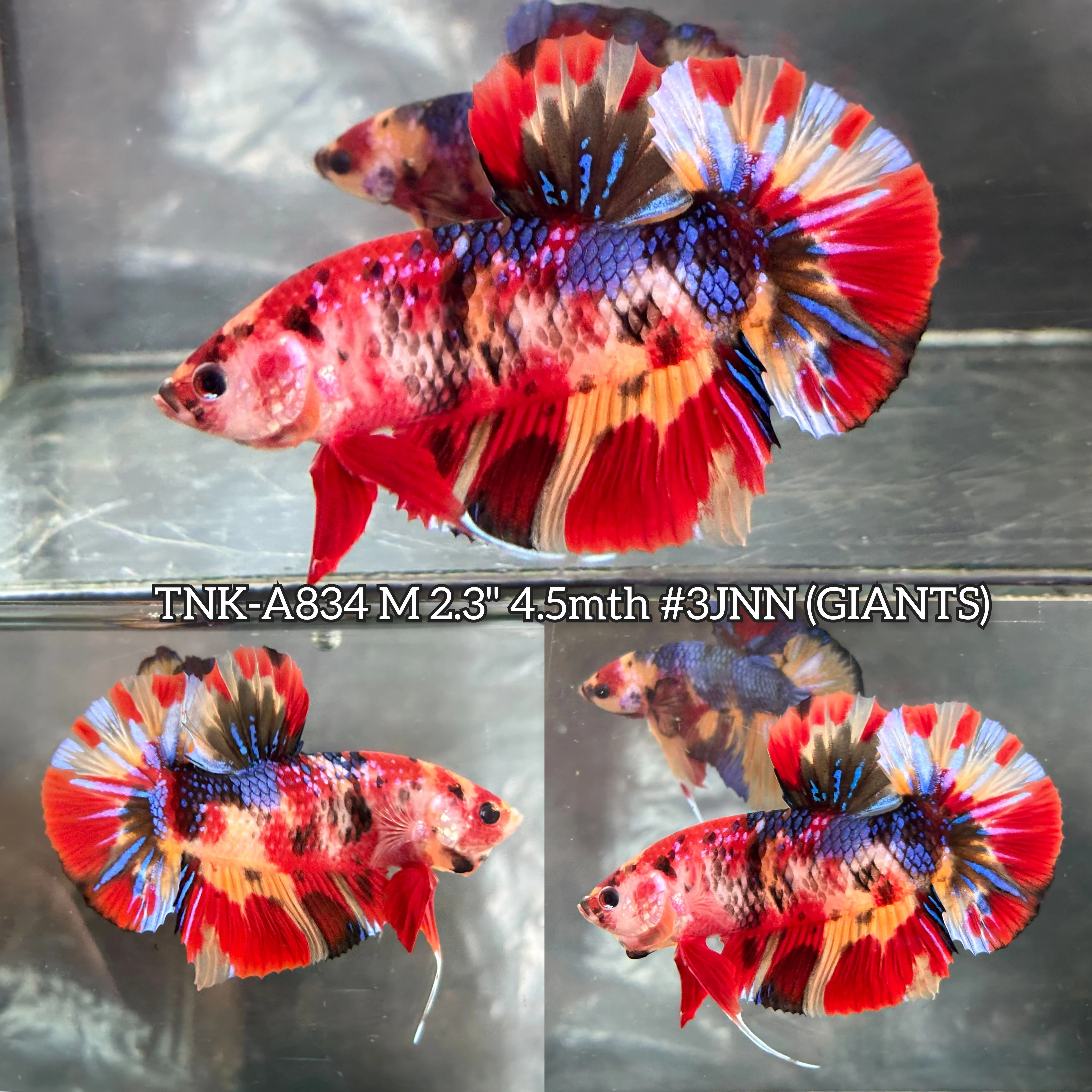 Live Male Betta Red Metallic Koi Giants Plakat (TNK-A834) S262 High quality what you see what you get!!