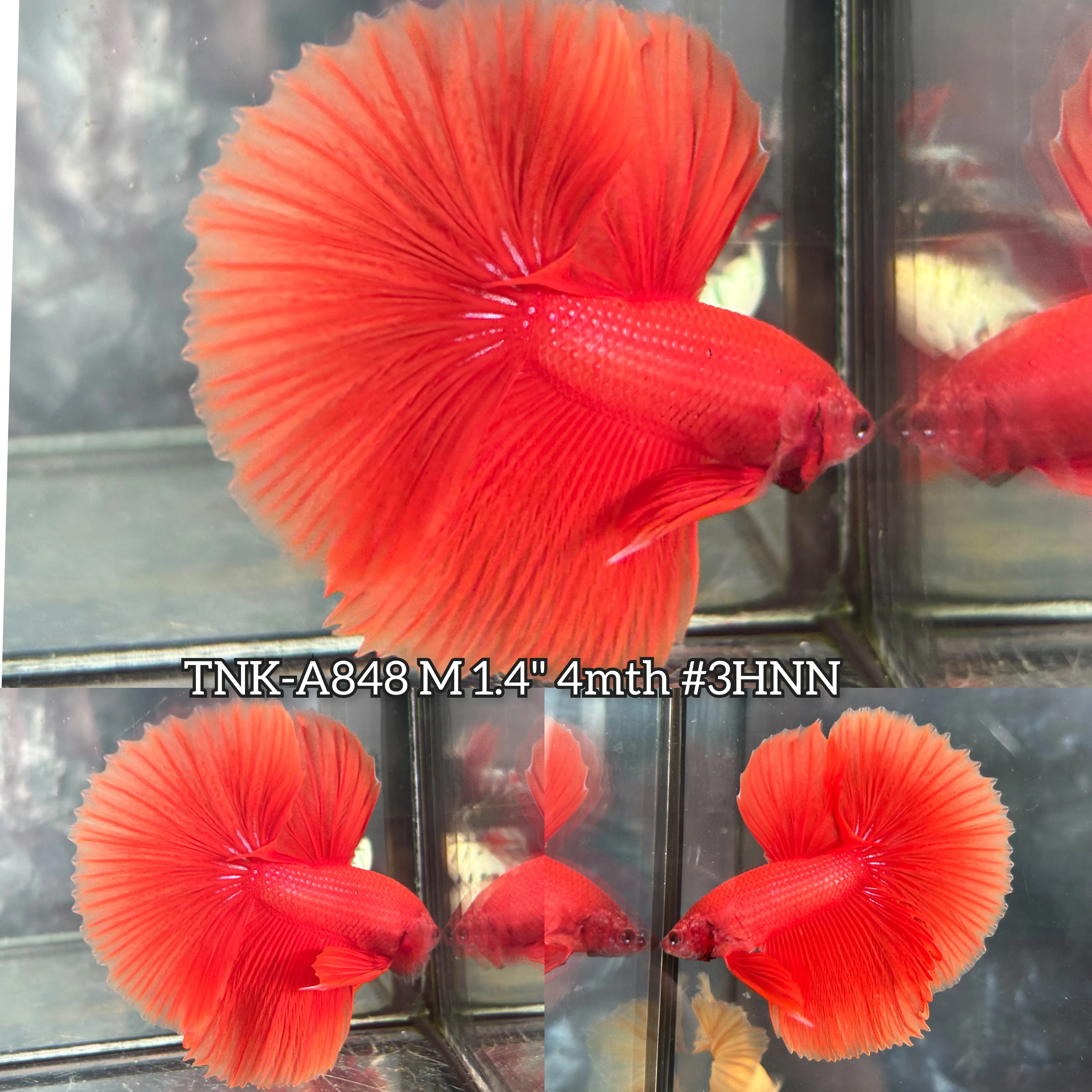 Live Male Betta Super Orange Solid color Over Halfmoon (TNK-A848) S170High quality what you see what you get!!
