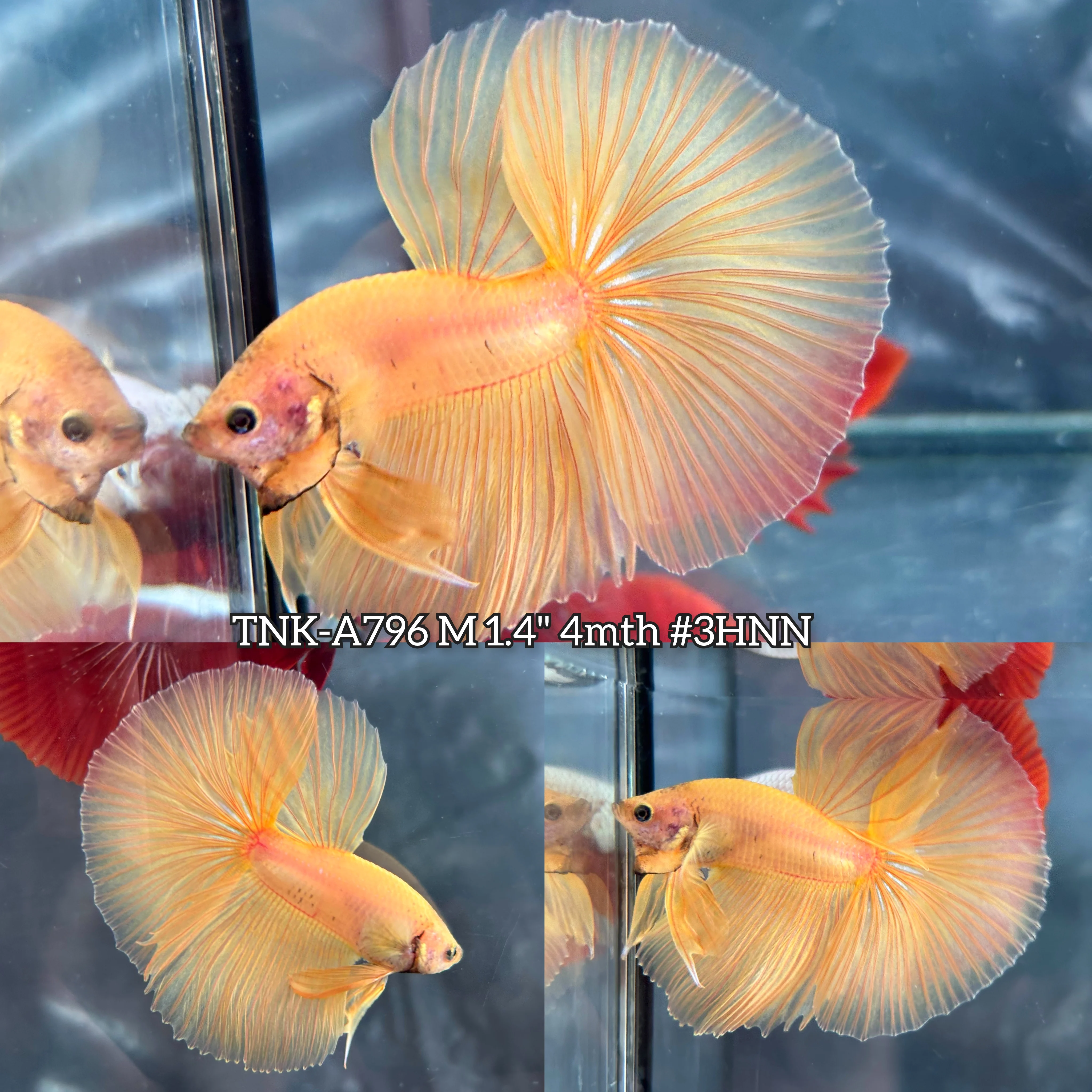 Live Male Betta Super Yellow Solid color Over Halfmoon (TNK-A796) S367 High quality what you see what you get!!