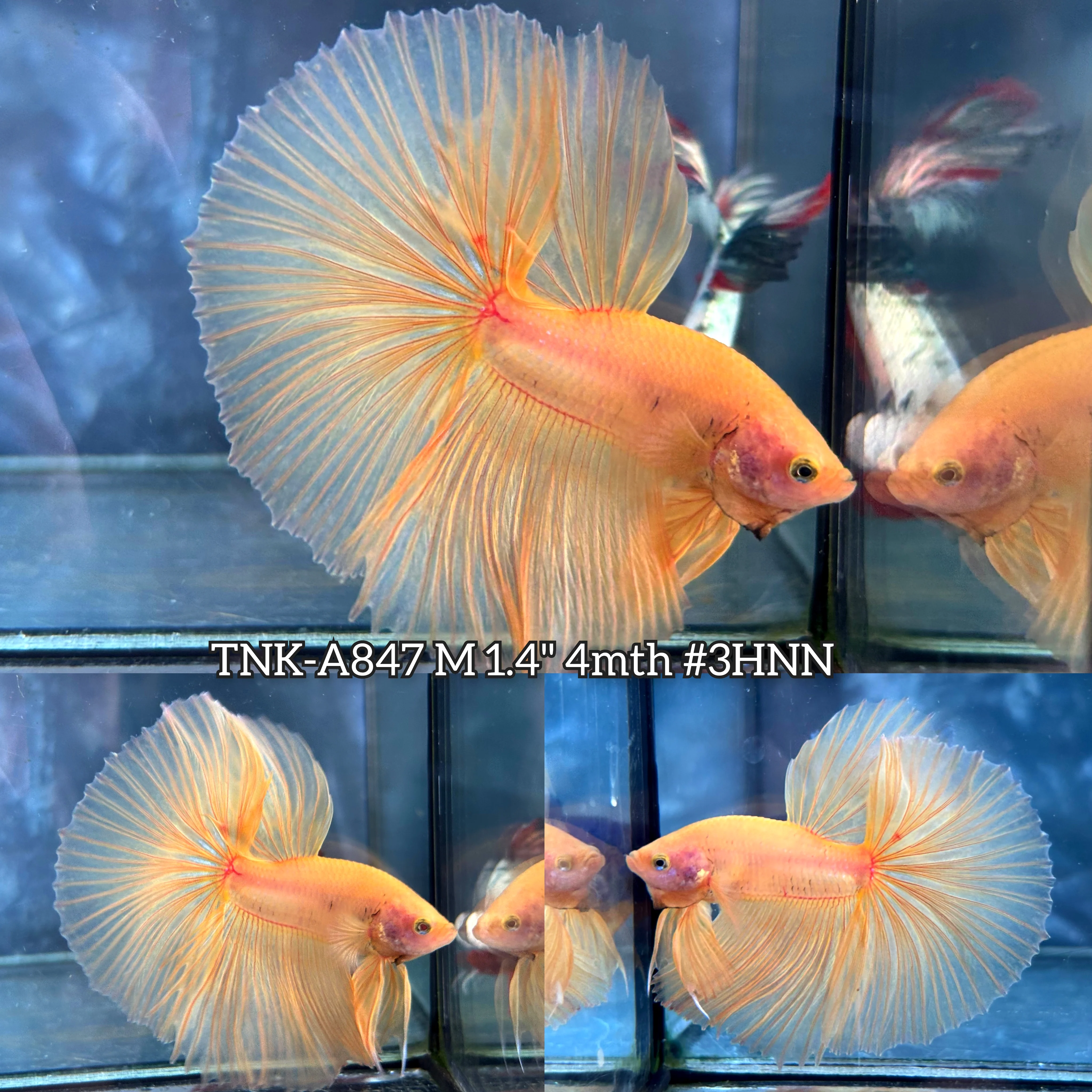 Live Male Betta Super Yellow Solid color Over Halfmoon (TNK-A847) S205 High quality what you see what you get!!