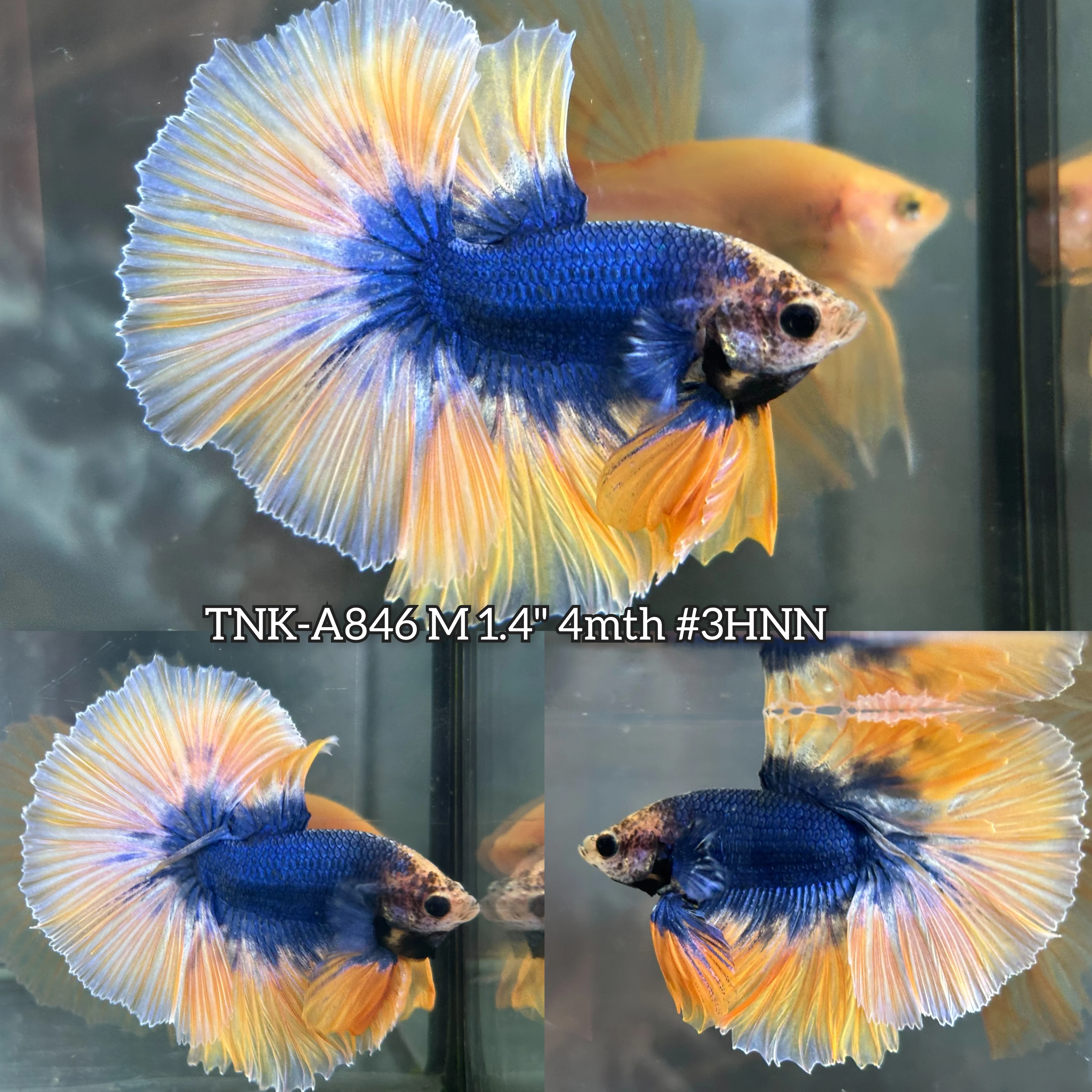 Live Male Betta Yellow Blue Mascot Over Halfmoon (TNK-A846) S067 High quality what you see what you get!!