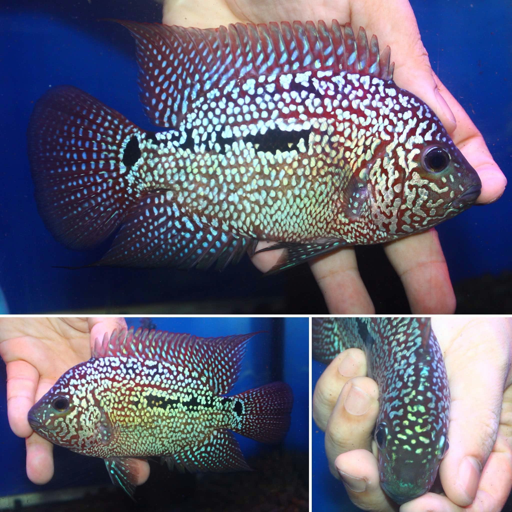 WYSIWYG Synspilum x Super Red Texas 4.00 inch Male (SUPP-101)