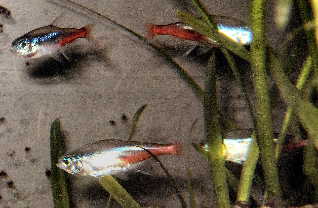Neon Tetra