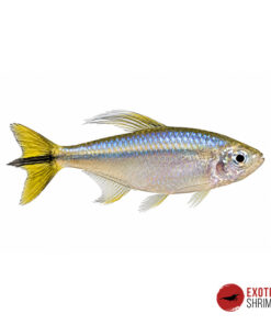 TETRA AMARILLO DEL CONGO – Alestopetersius Caudalis
