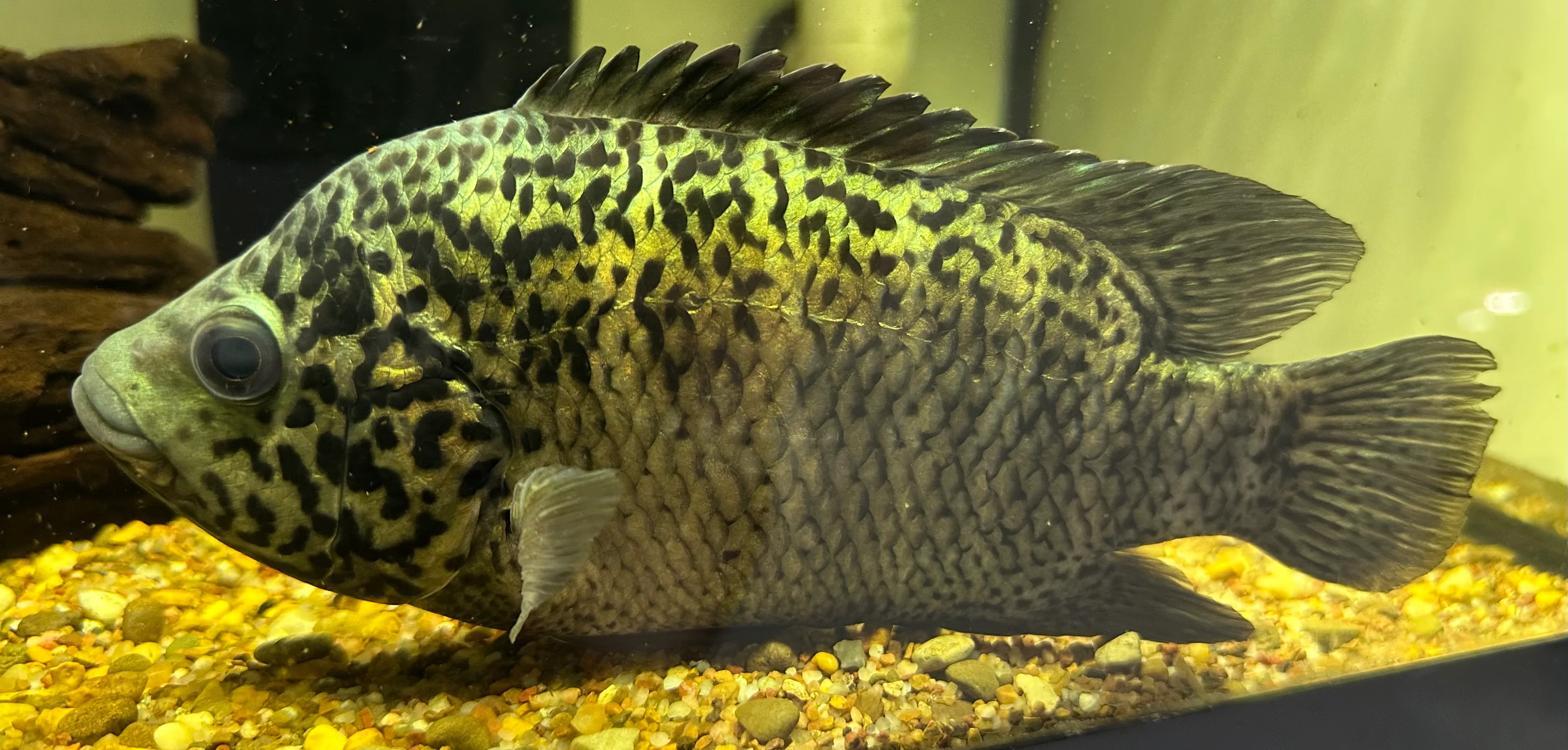 XL Cuban Cichlid (7”)