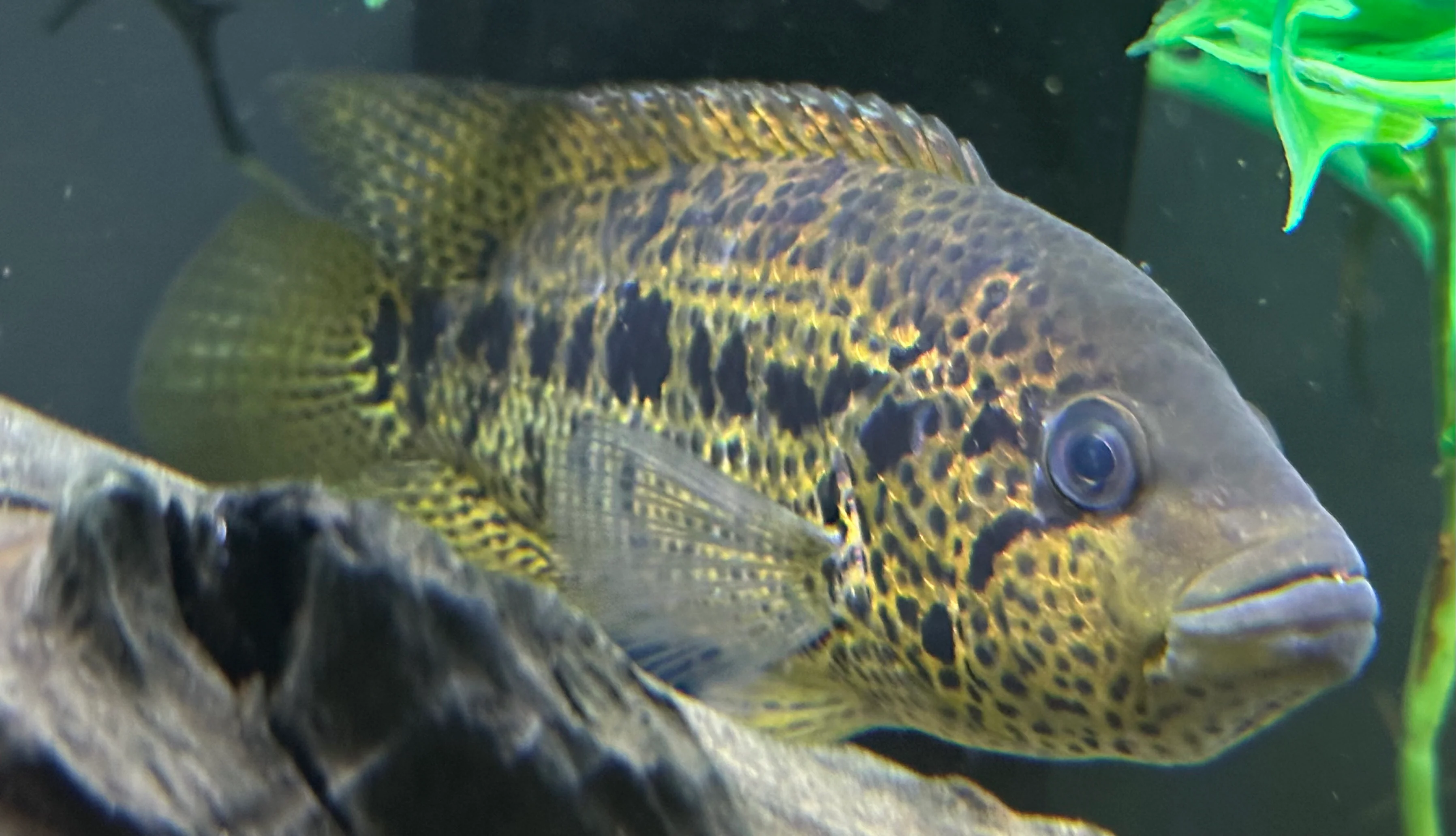 XL Yellow Jacket Cichlid (7-7.5”)