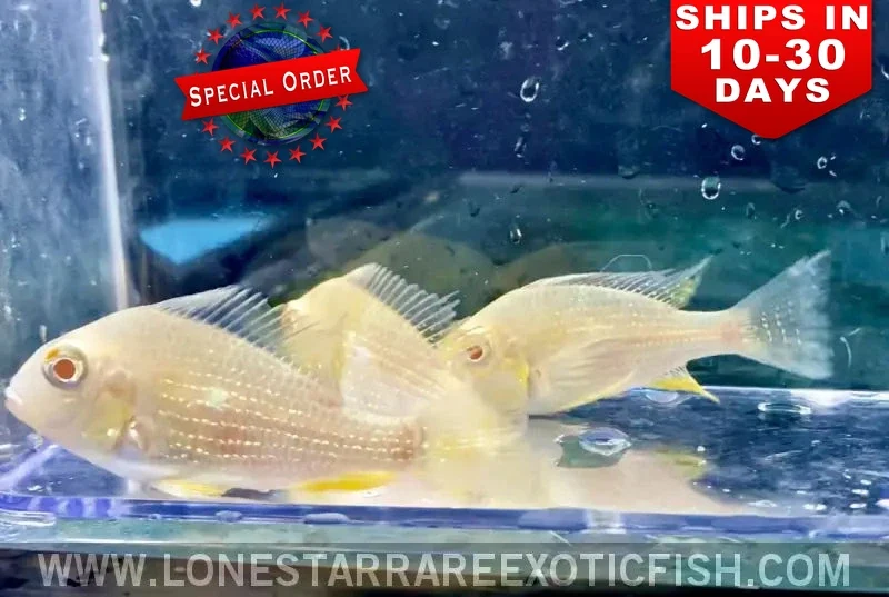Albino Threadfin Acara Cichlid / Acarichthys heckelii (Special Order)