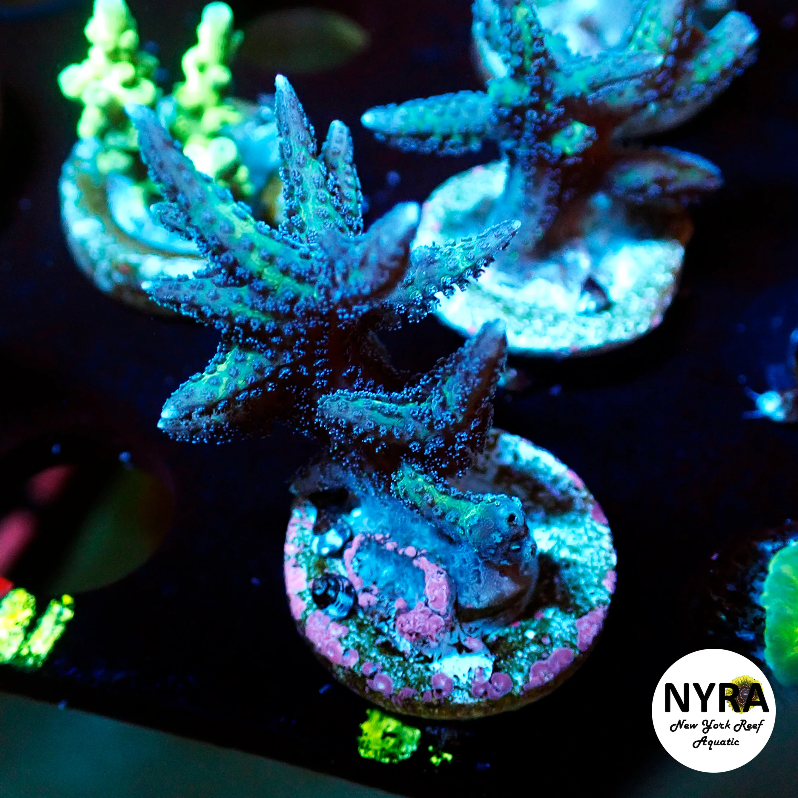 (R19) Birdsnest Acropora