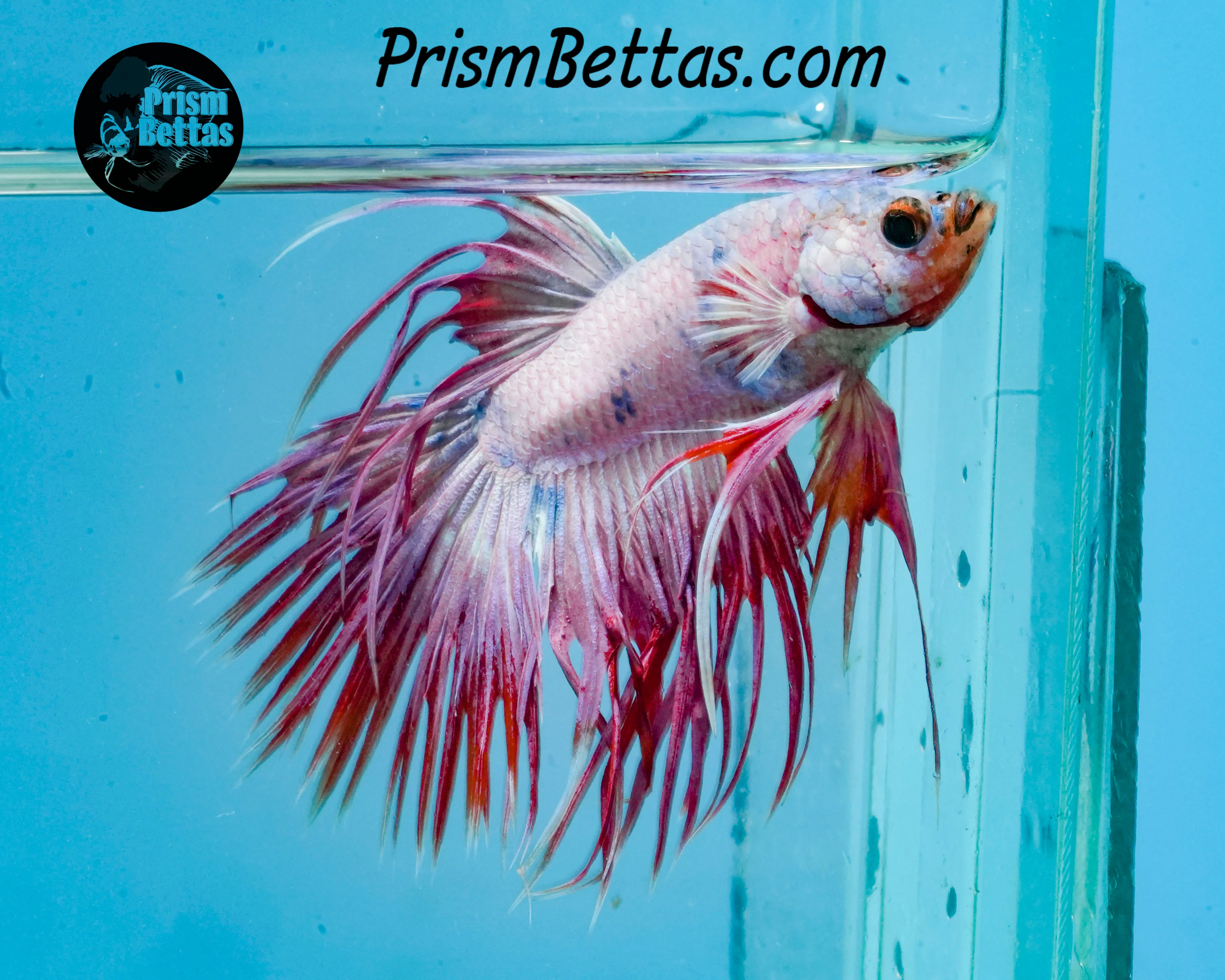 Pink Marble Crowntail Male