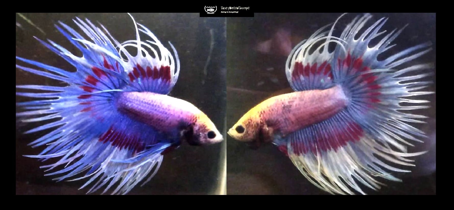 FANCY APACHE CROWNTAIL!! #2 (Shipping Cost Included in Price)