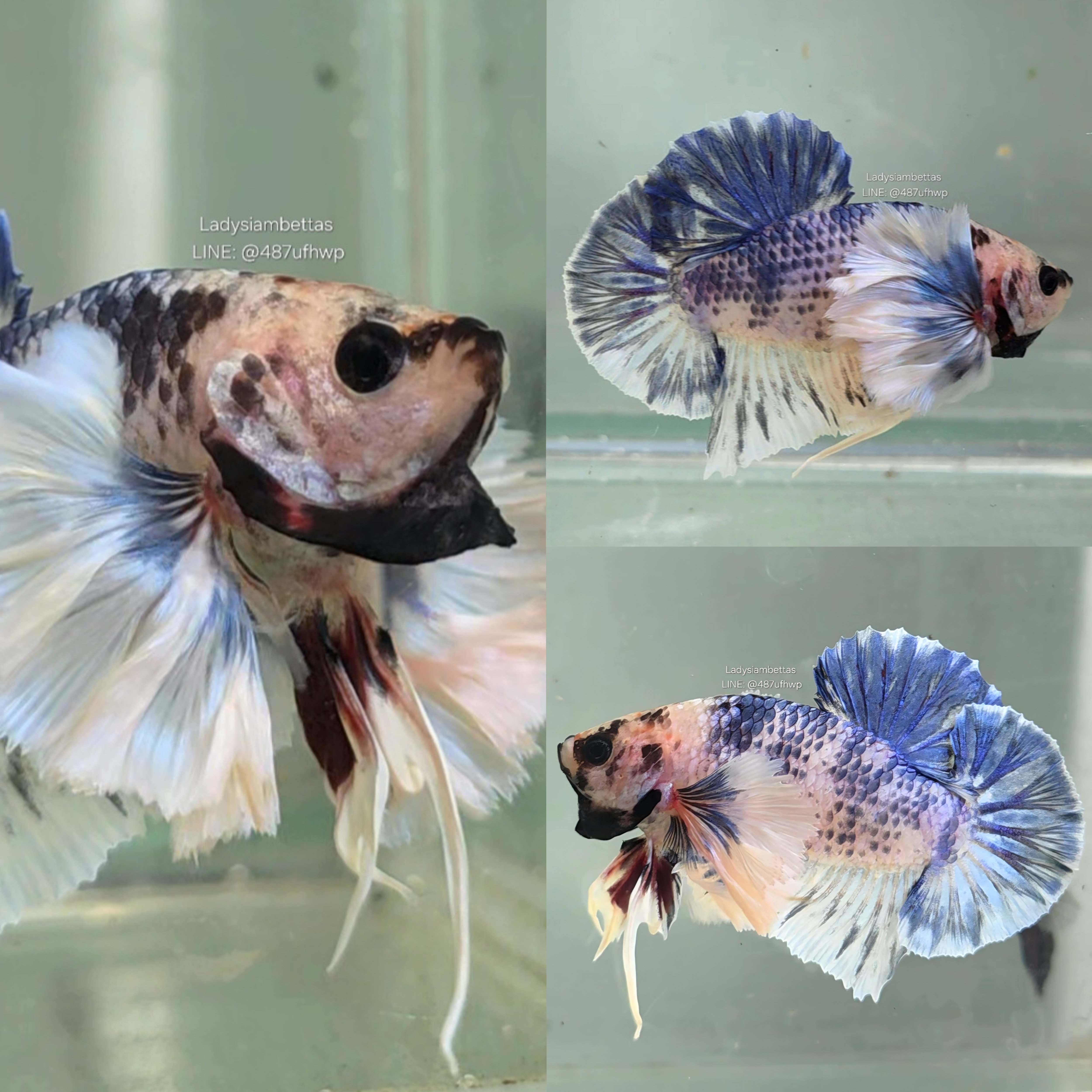 [Thailand] Blue Marble Dumbo HMPK (Male)