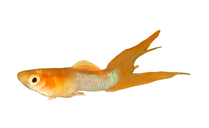 Japan Tropical Sky Guppy (Male)