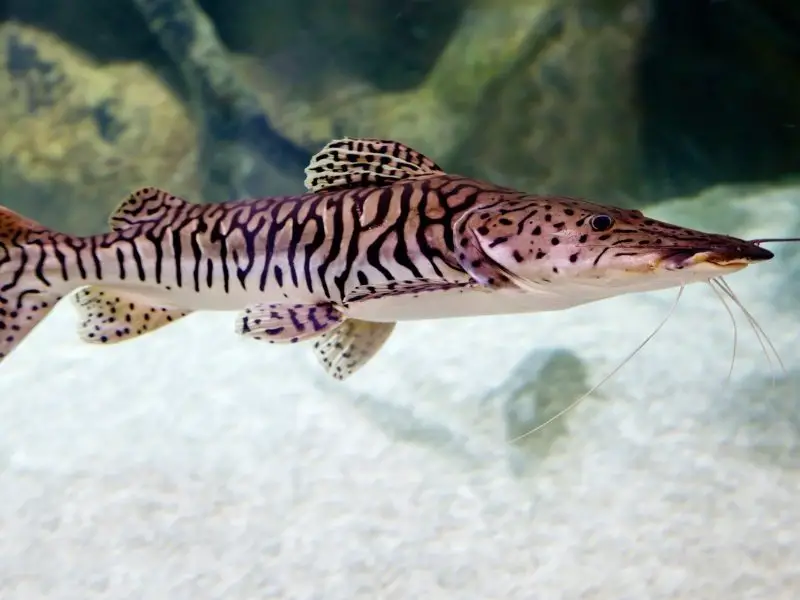 18" Shovelnose catfish