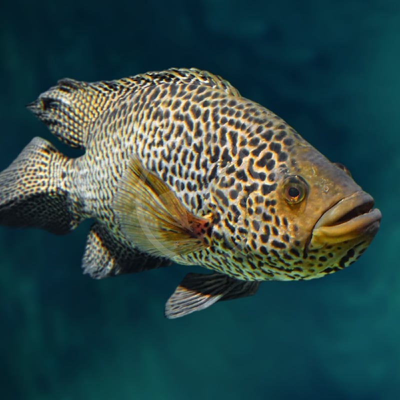 9" Jaguar Cichlid