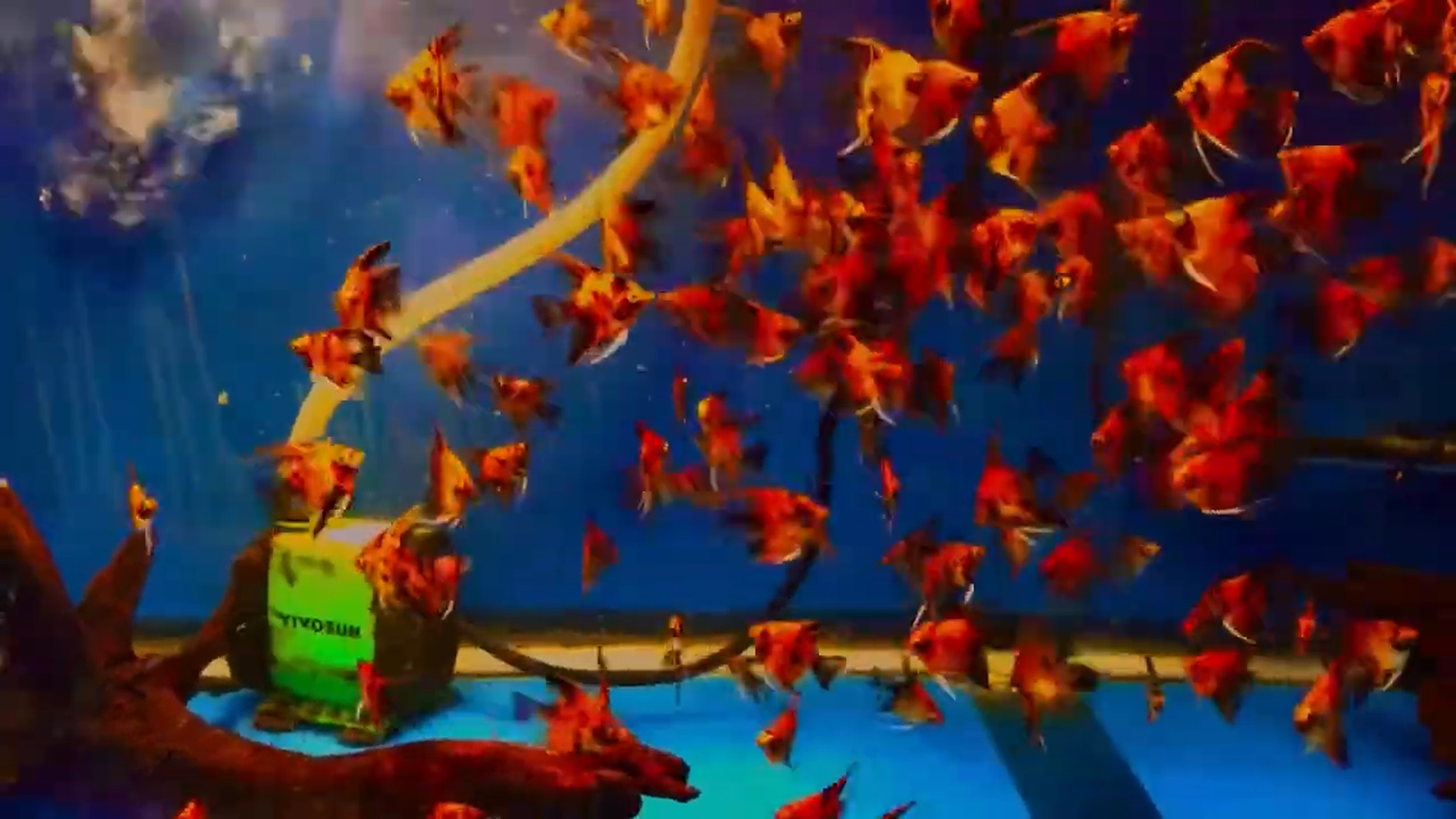 Natural color! 10 Red Devil Angelfish Quarter Plus Size