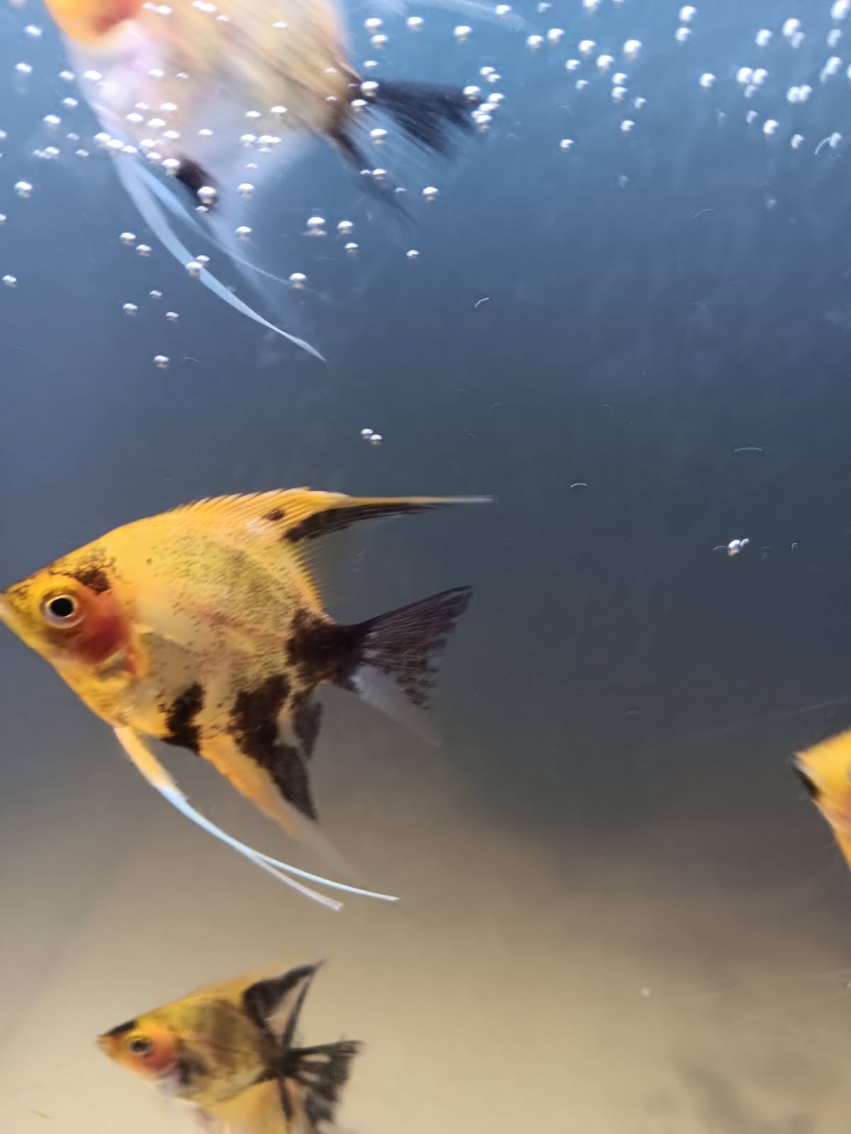 KOI*****