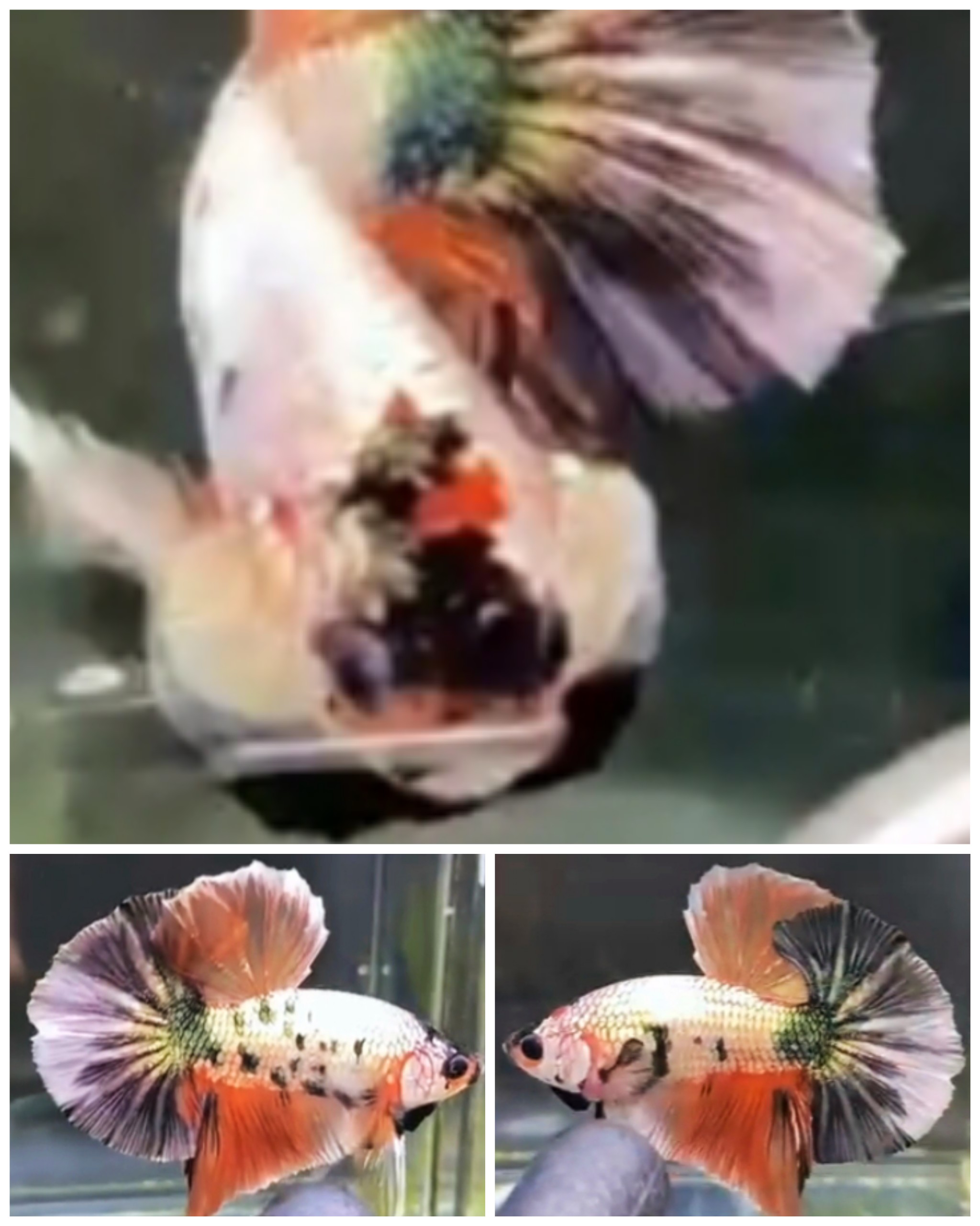 Candy Copper HMPK