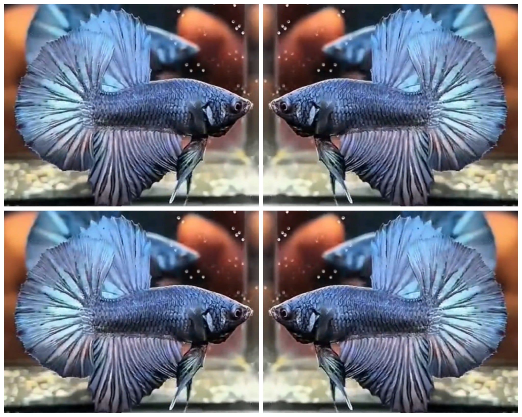 Steel Blue HMPK