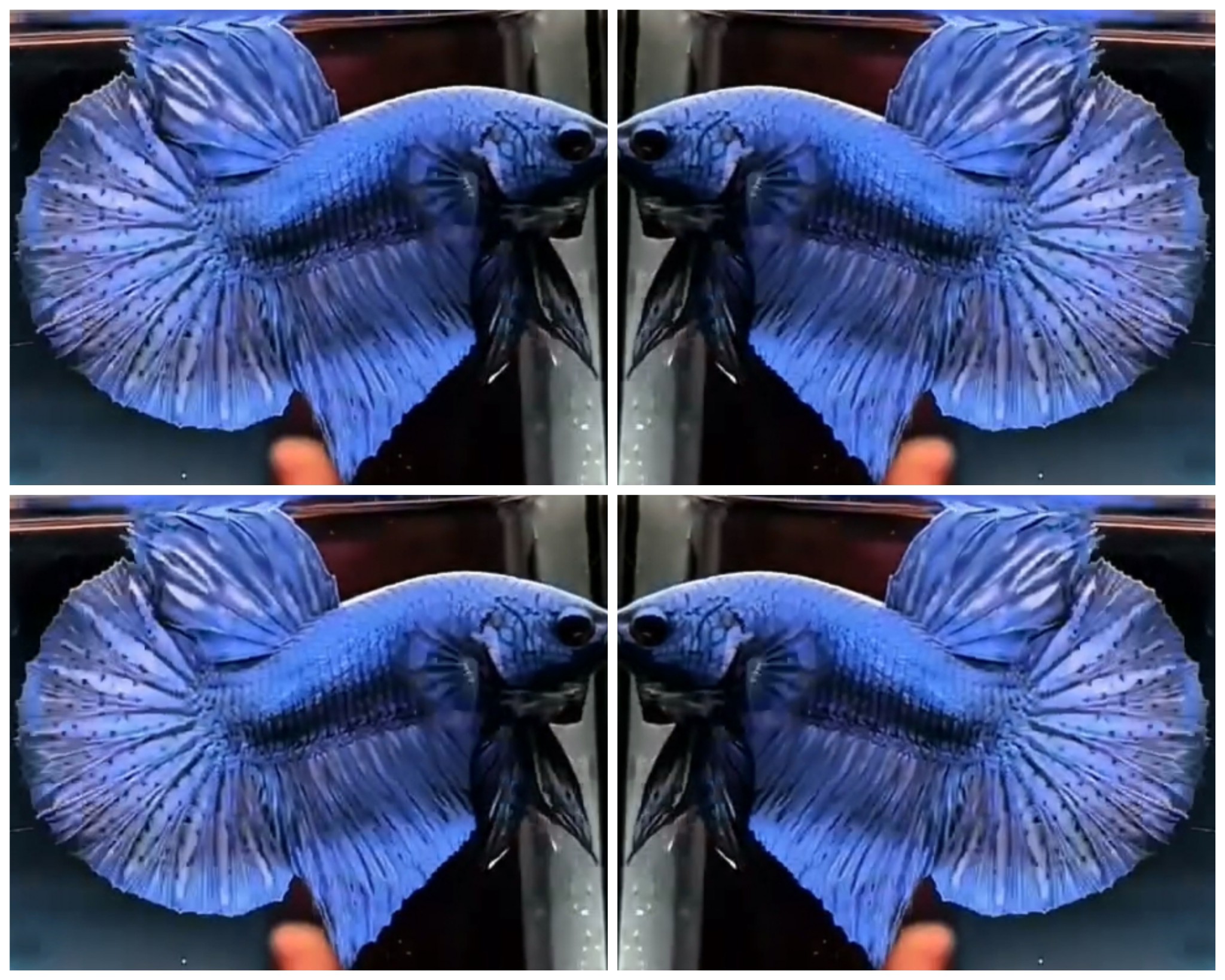 Royal Blue HMPK