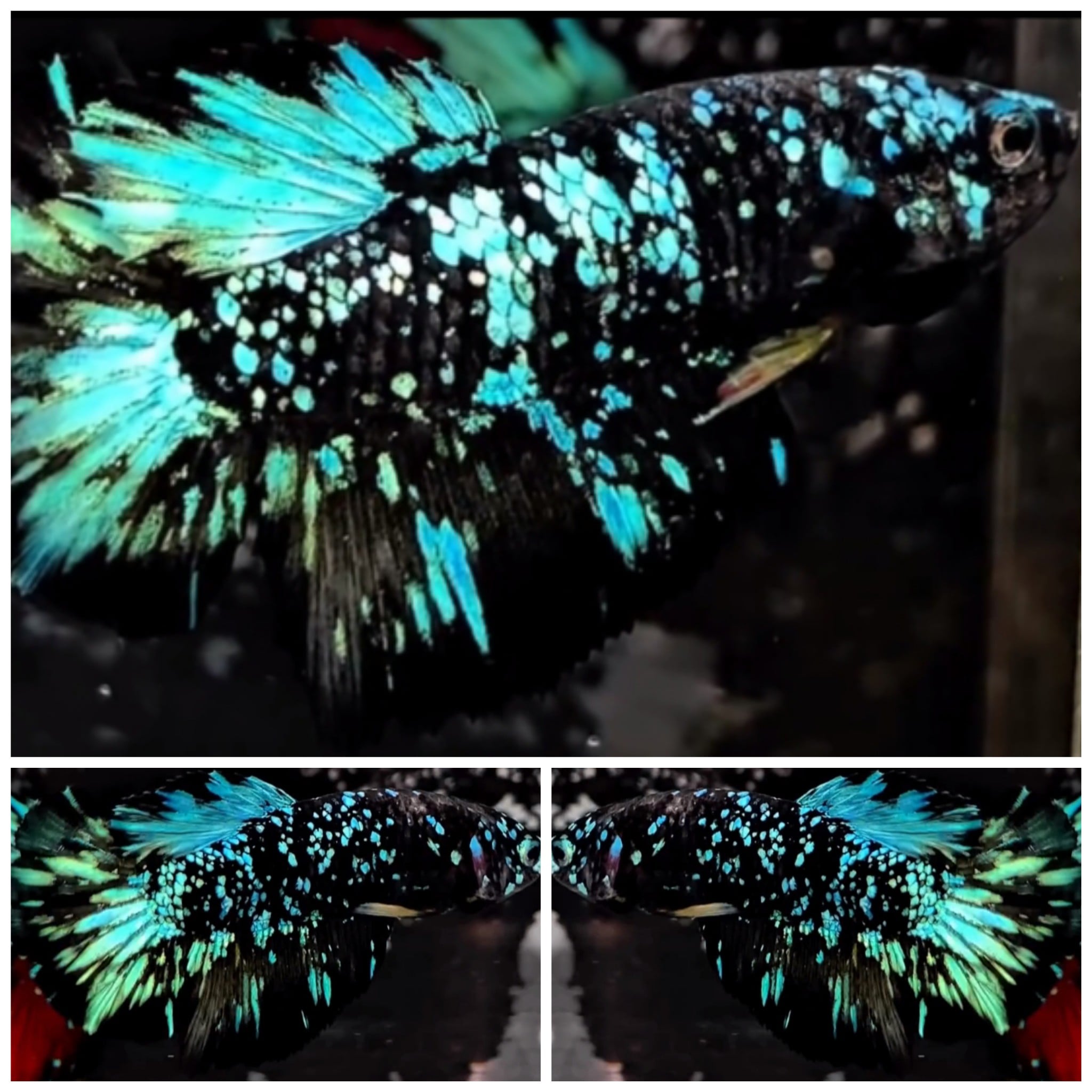 Female Avatar Nebula HM