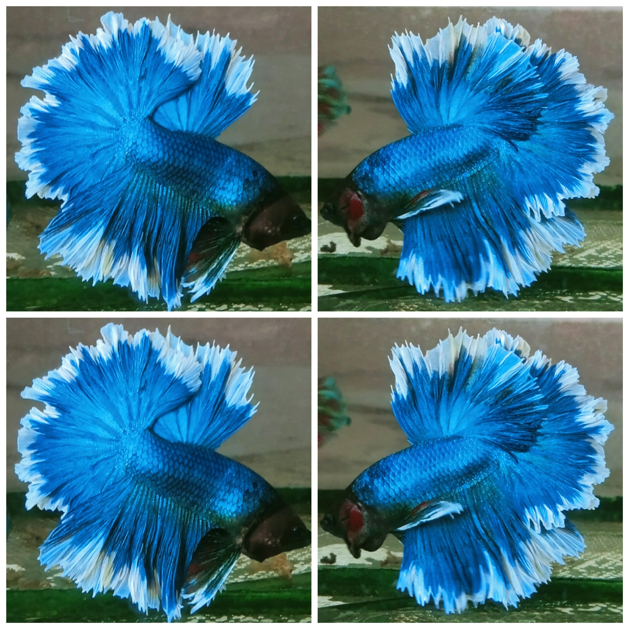 Sweet Rose Tail #3