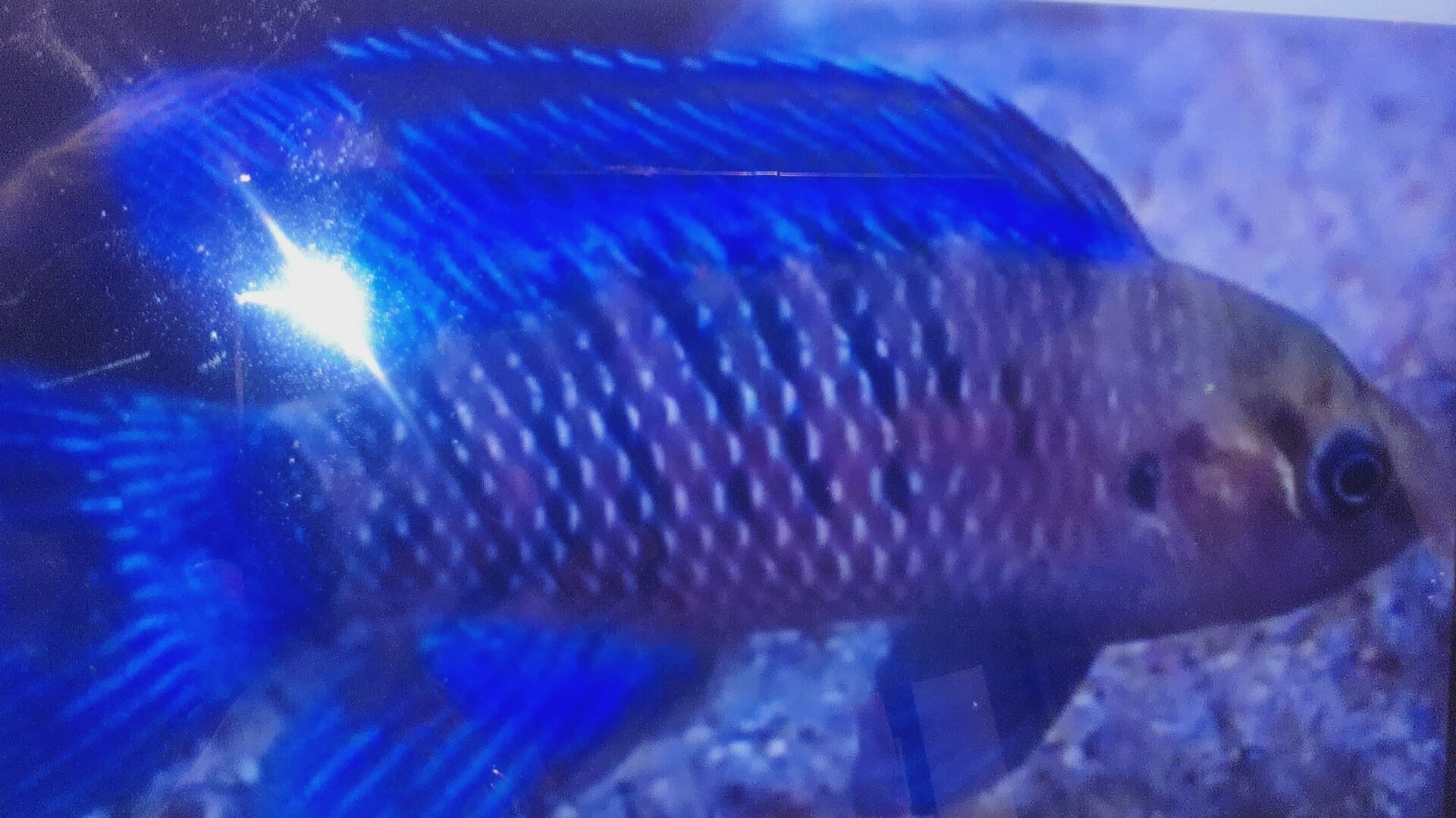 5 Blue Badis badis