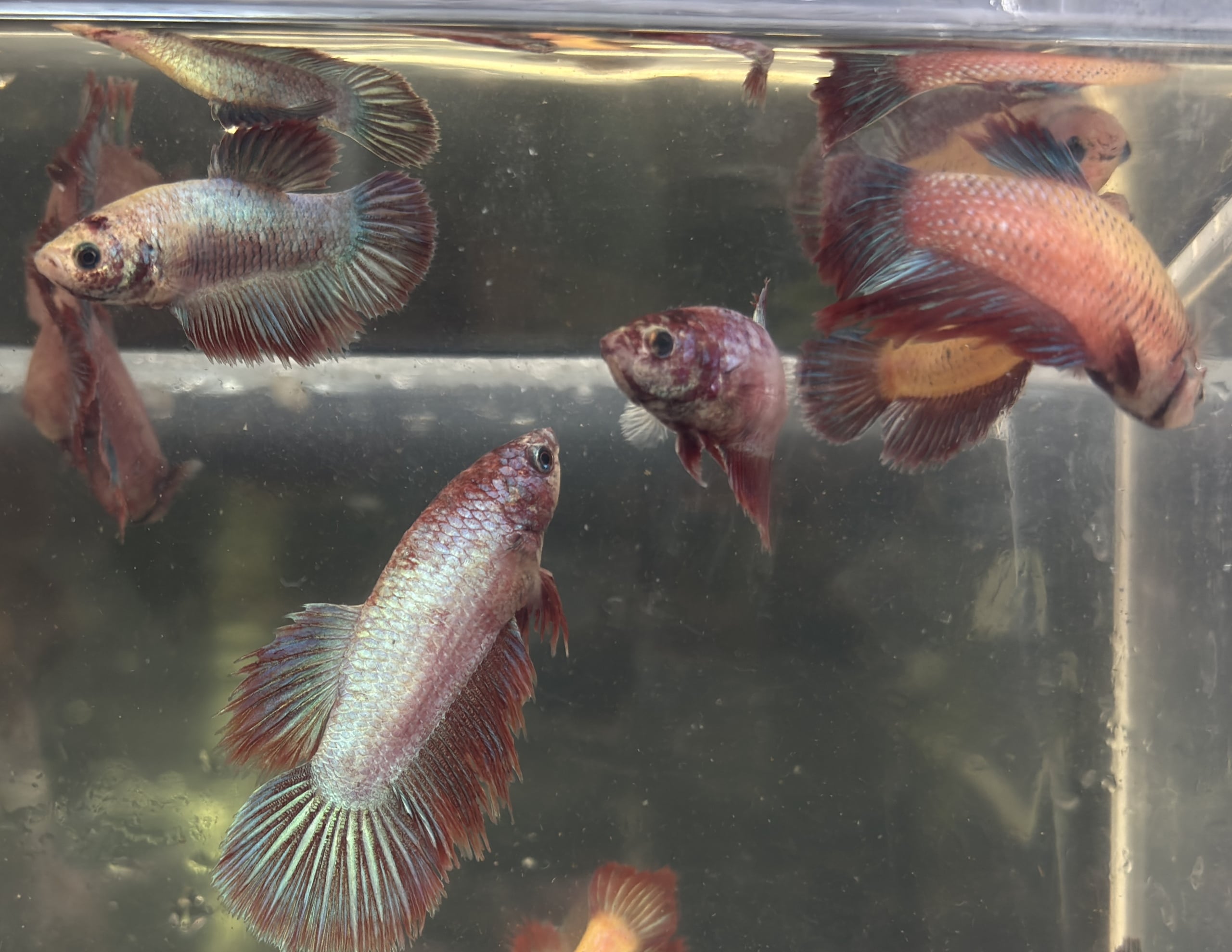 FEMALE BETTA
