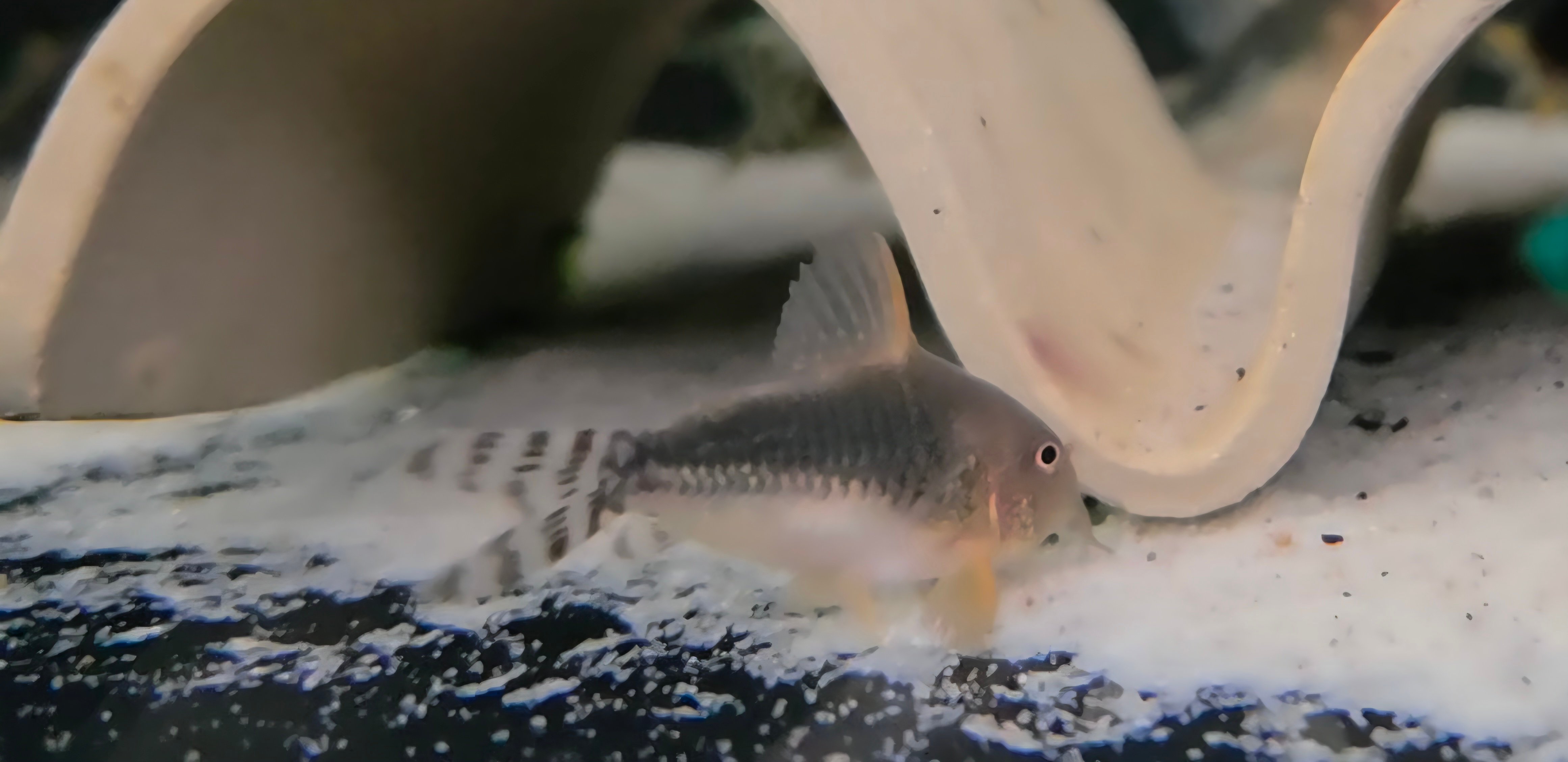 6 Hoplisoma gossei