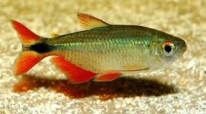 Buenos Aires Tetra tank raised