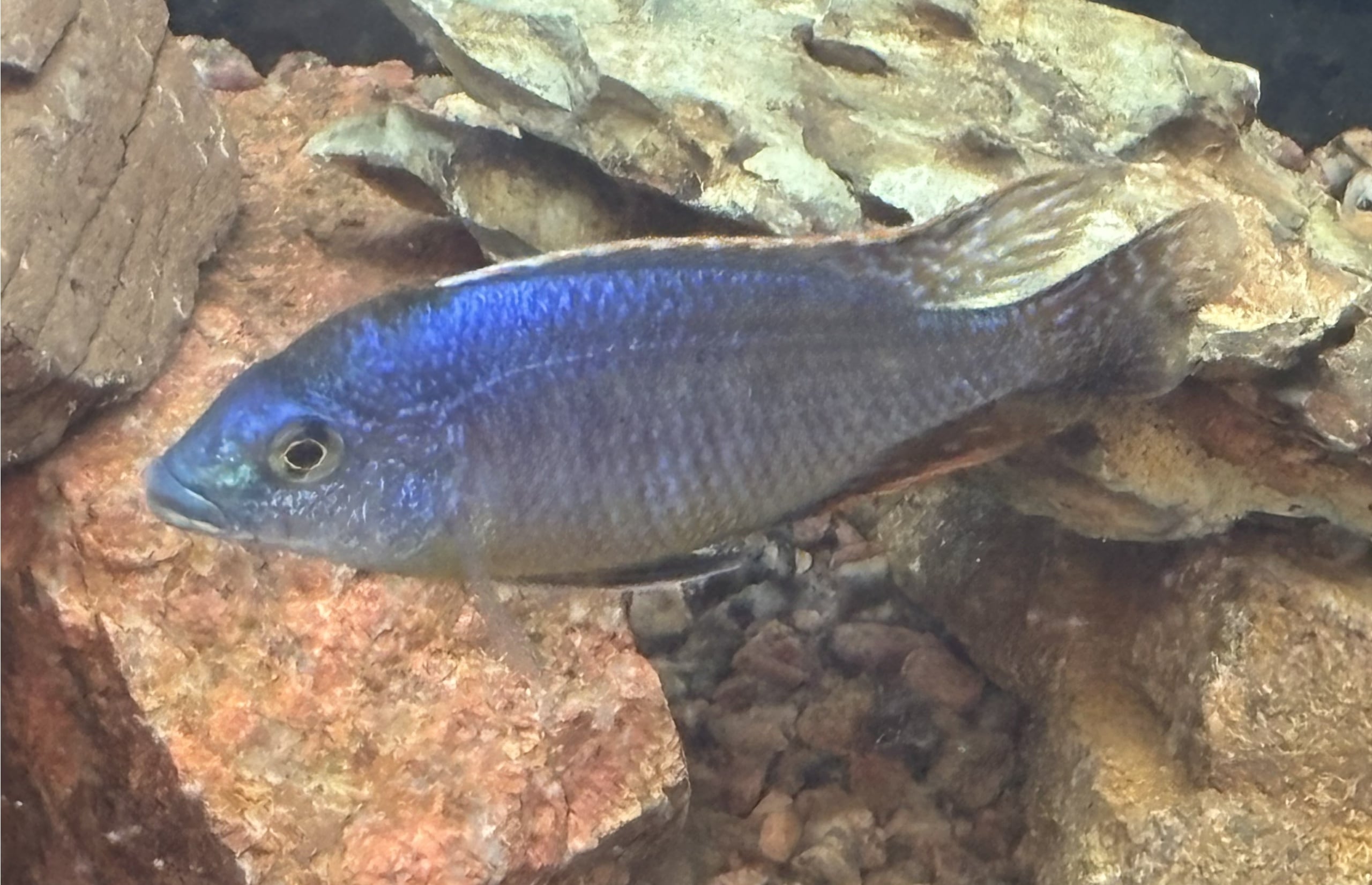 Sulfurhead or sulfurhead peacock African cichlid 4-5in male