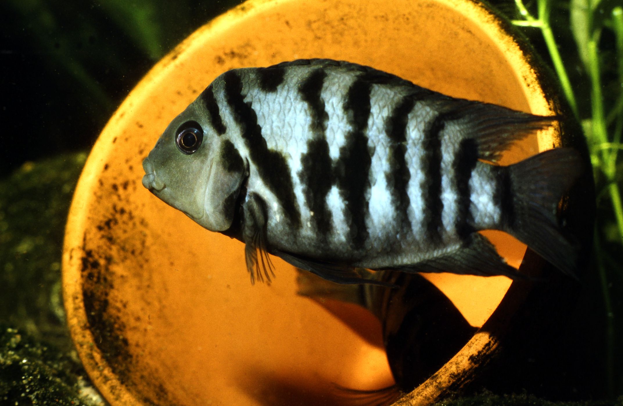Convict Cichlid tank raised