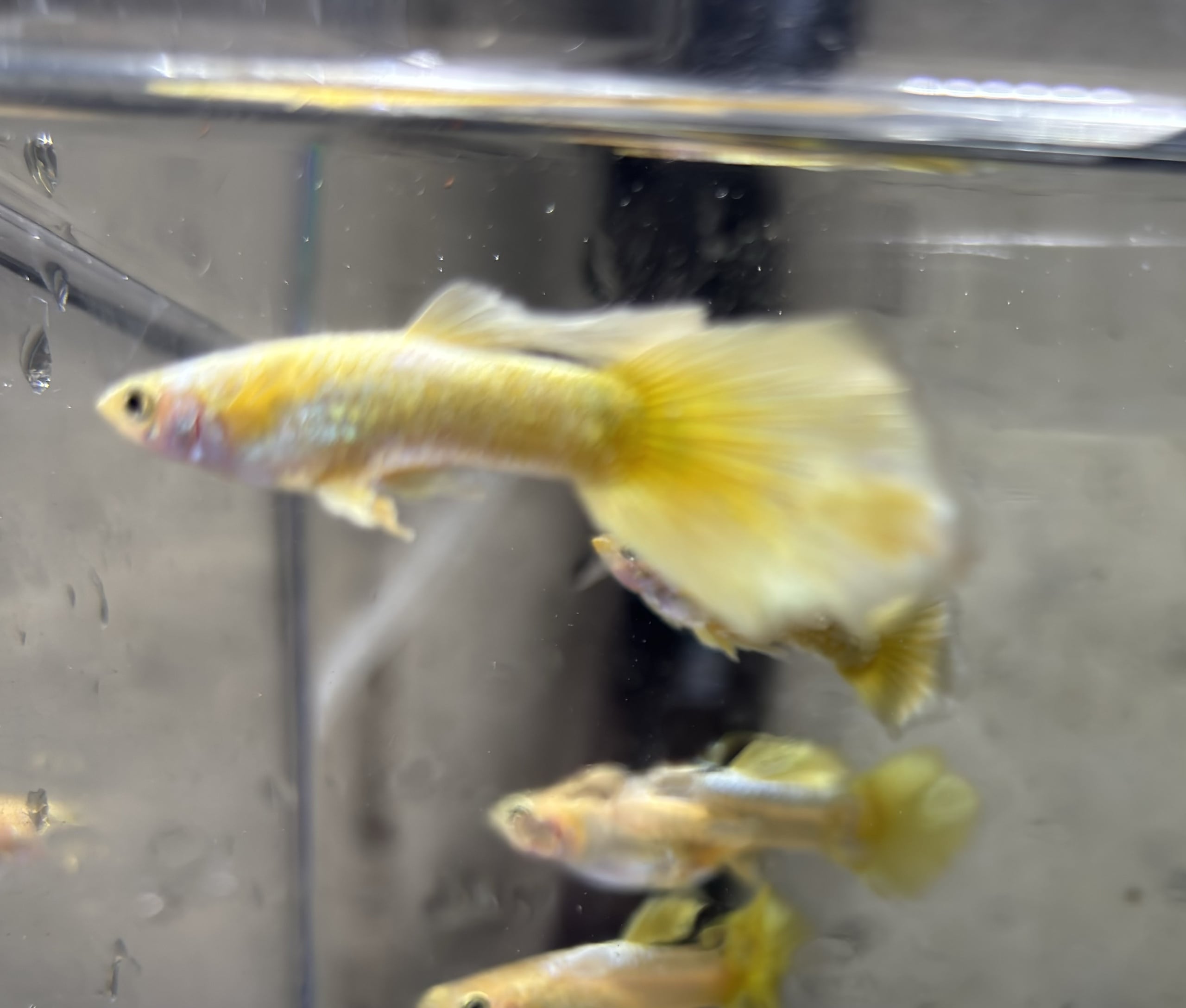 Gold Fancy guppies Tank bred and raised