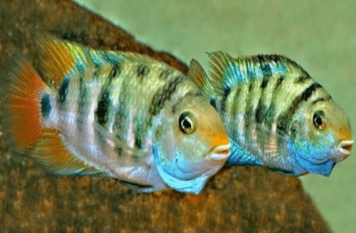Honduran Red Point cichlid tank raised
