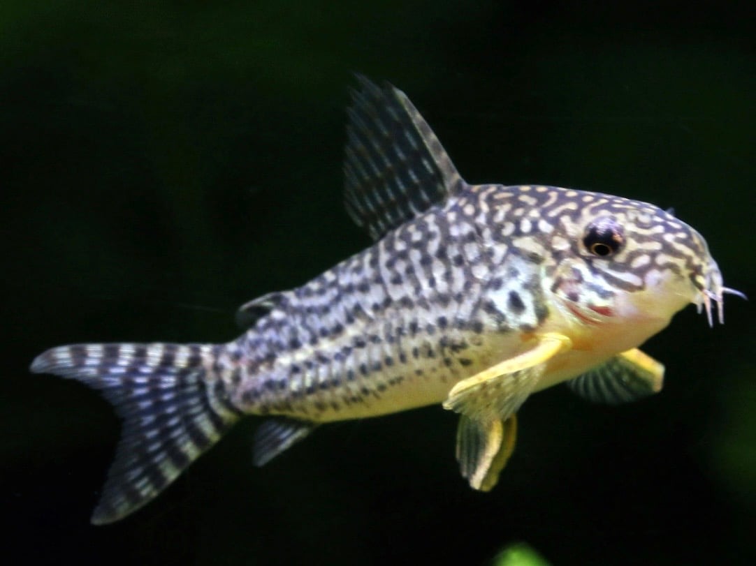 Sterba's corydoras
