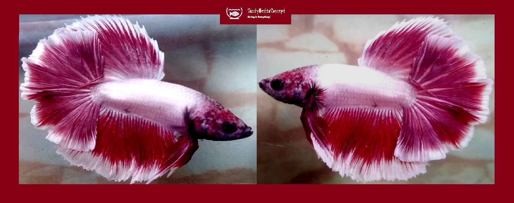HALFMOON RED PURPLE GOLDEN!! #1 (Shipping Cost Included in Price)