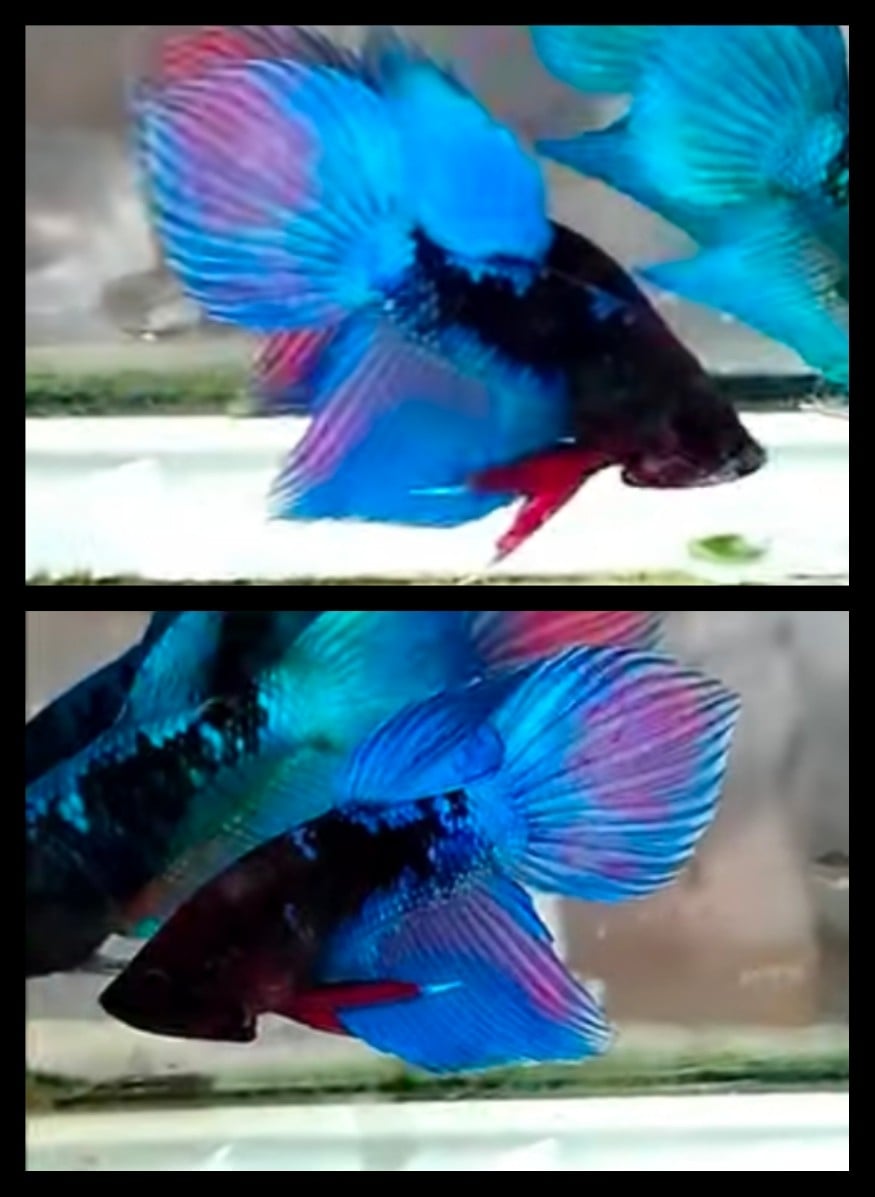 Veiltail Blue Black