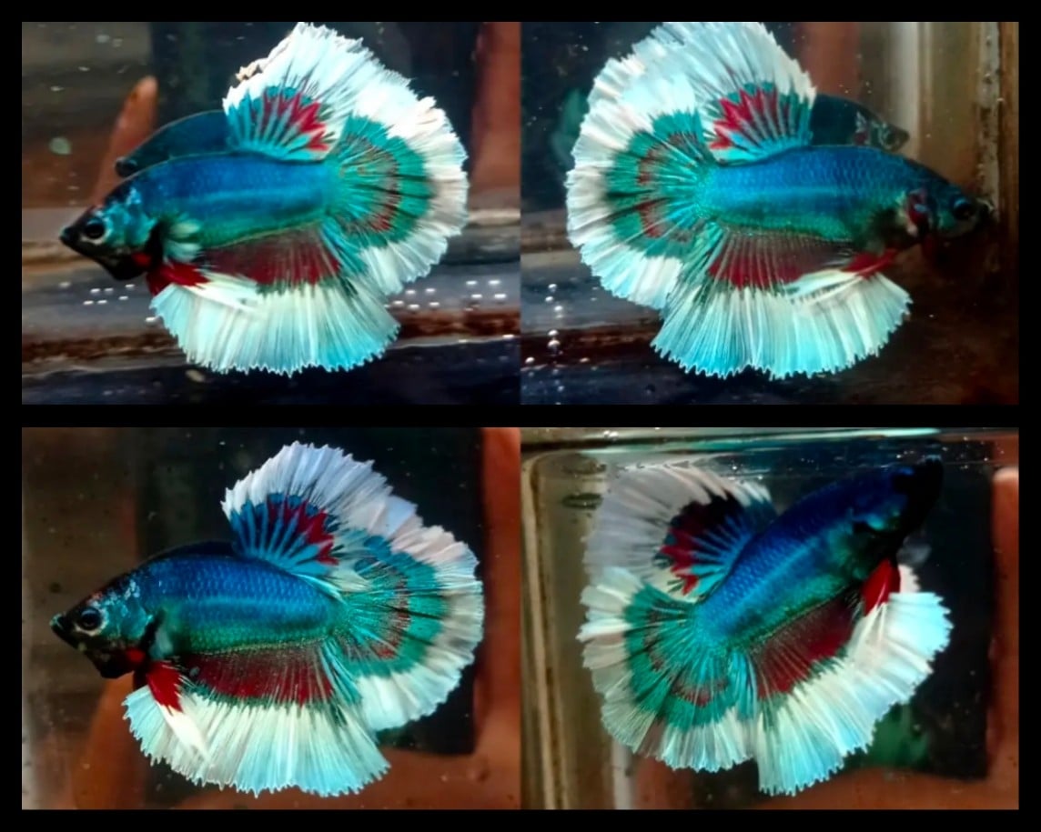 Butterfly Combination