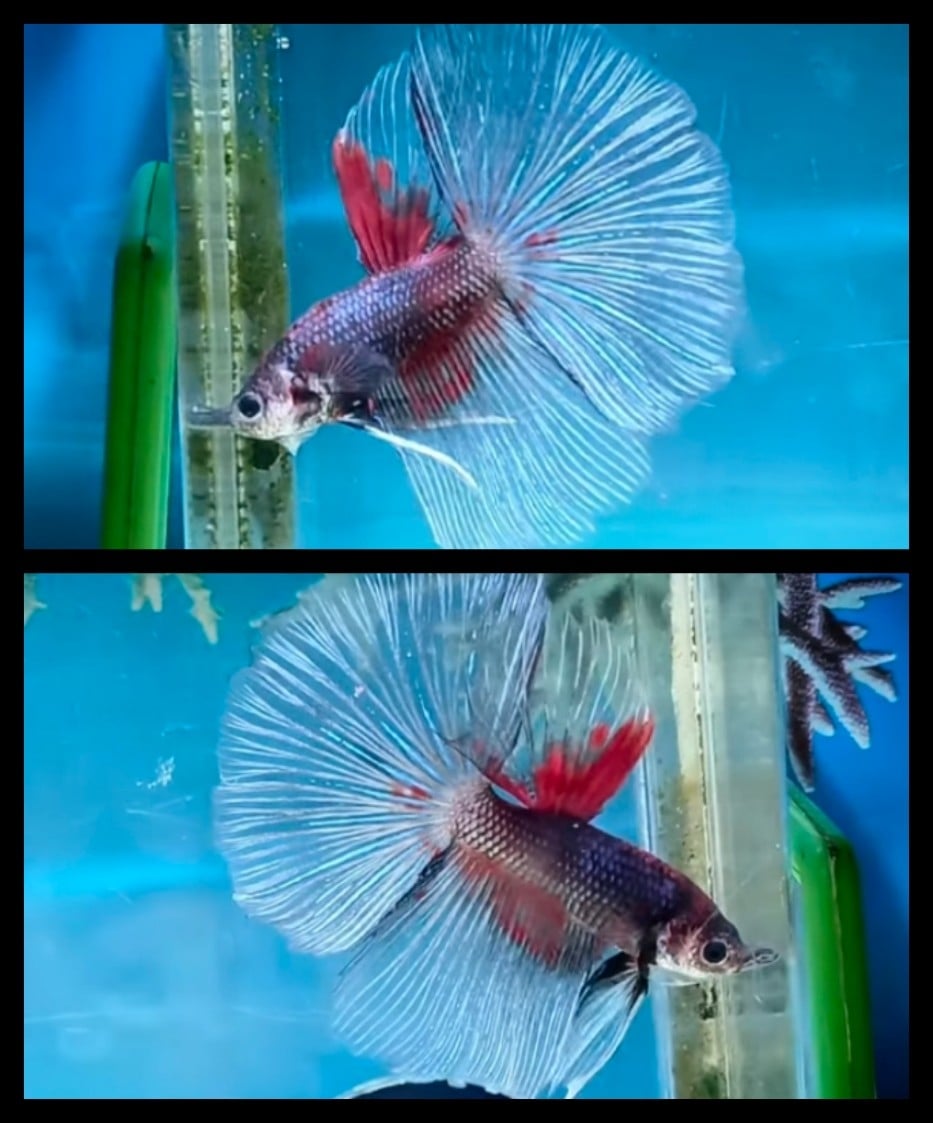 Green Dragon Clear Tail
