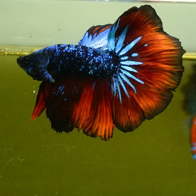 Male Galaxy Avatar Rose Tail HM Premium Thailand