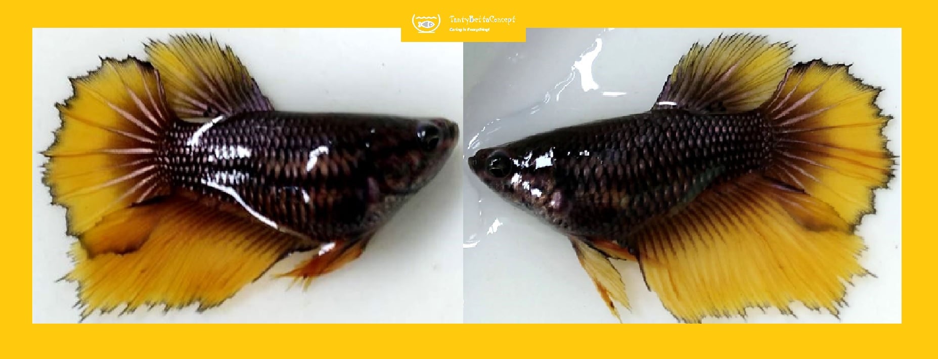 SEXY SHORT BODY HALFMOON YELLOW MUSTARDGAS!! #1 (Shipping Cost Included in Price)