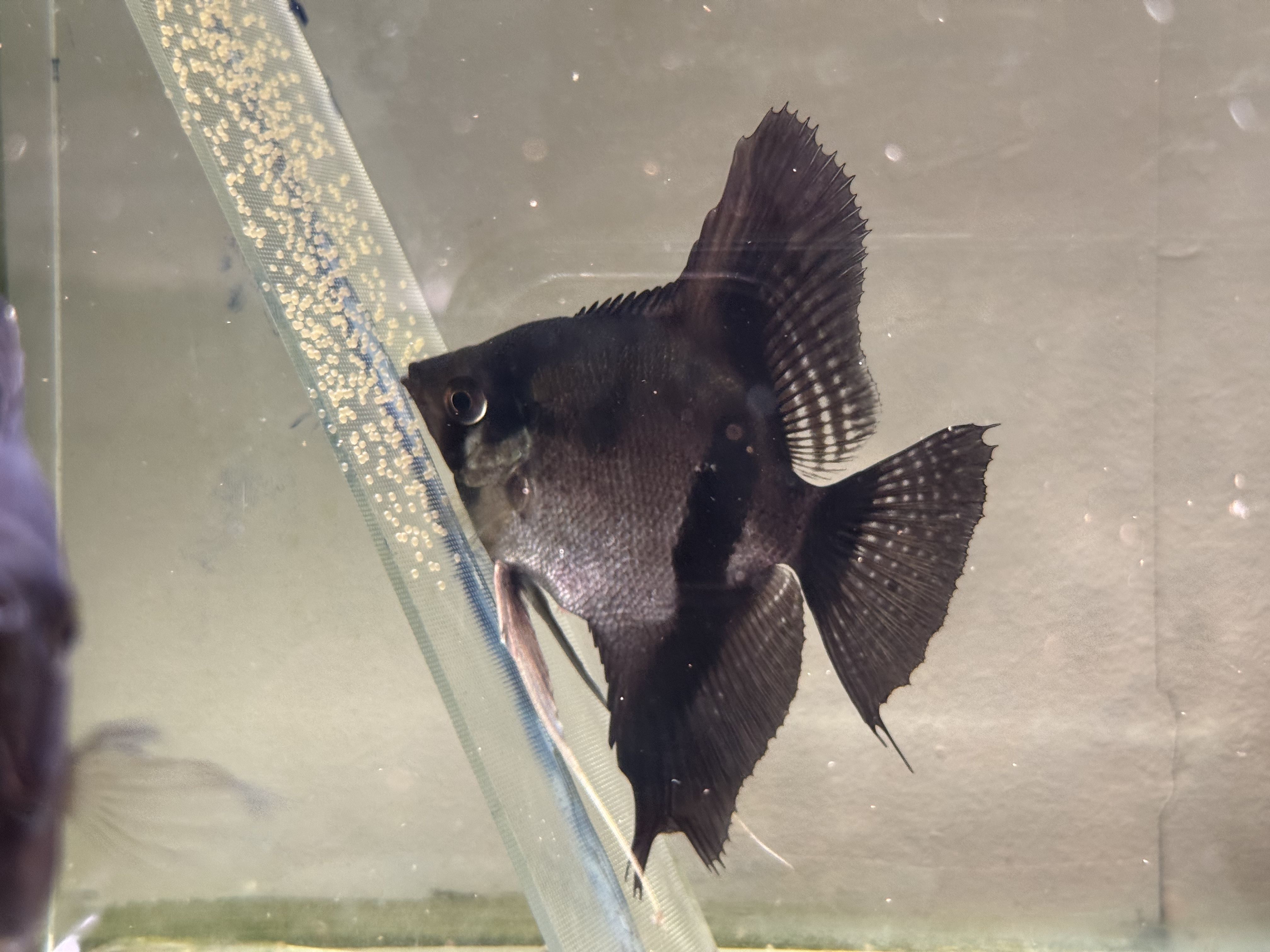 Proven Pinoy Angelfish Pair7, 1st spawn, Standard/veiltail,