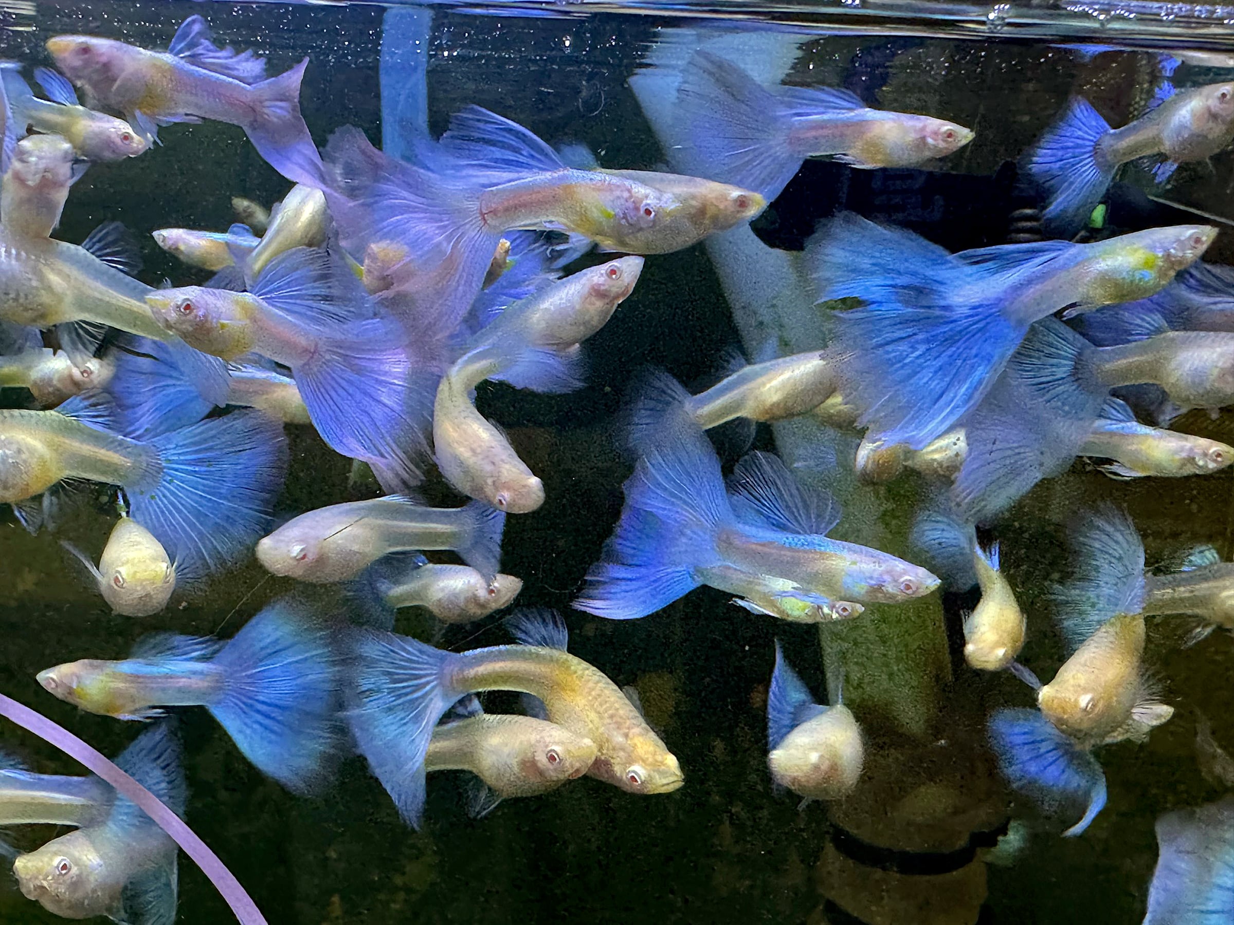 Albino Blue Topaz Guppies - Pairs