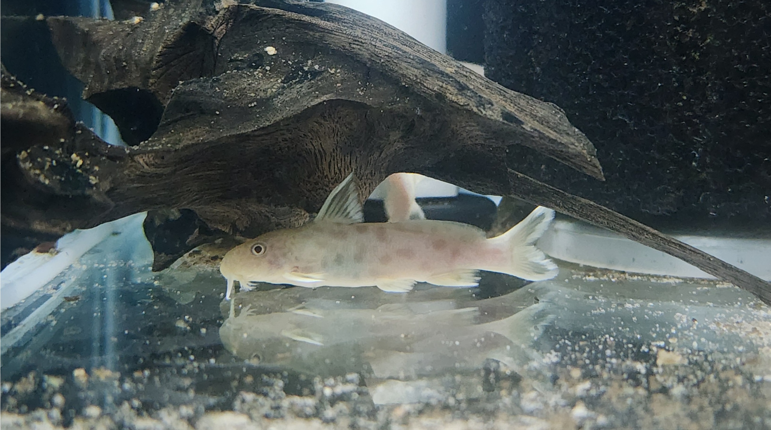 6 Albino Synodontis petricola