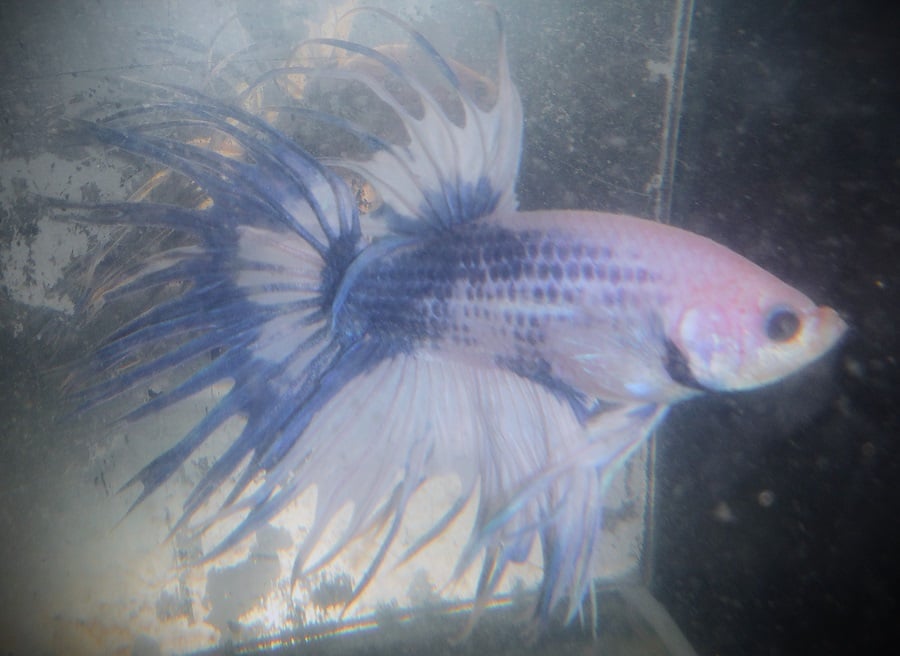 White & Blue Crowntail Male