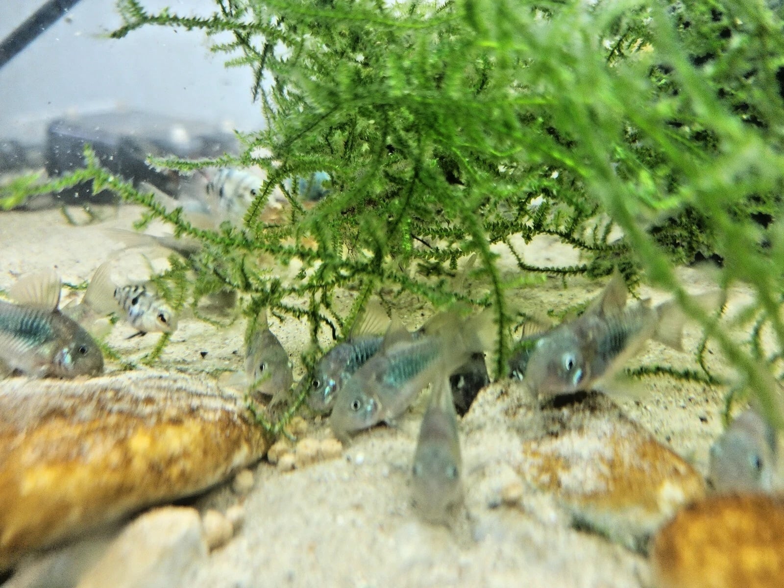 Green Emerald Corydoras – GROUP OF 6– FREE 2-DAY SHIPPING!