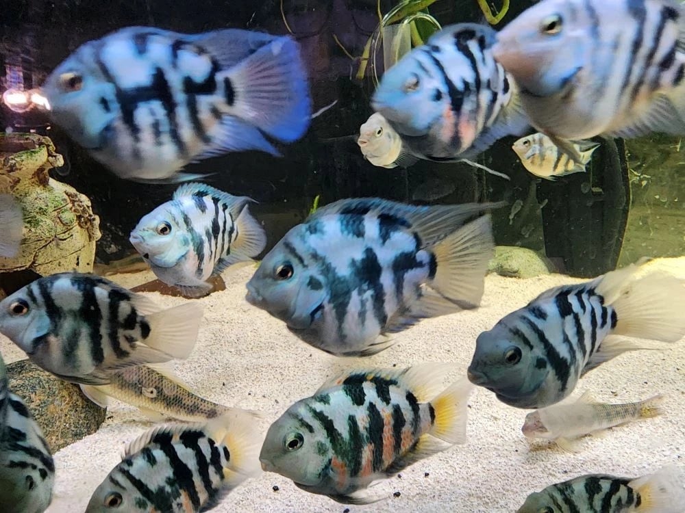 Group of 4 Polar Blue or White Parrot Cichlid Free 2 days shipping FedEx or UPS